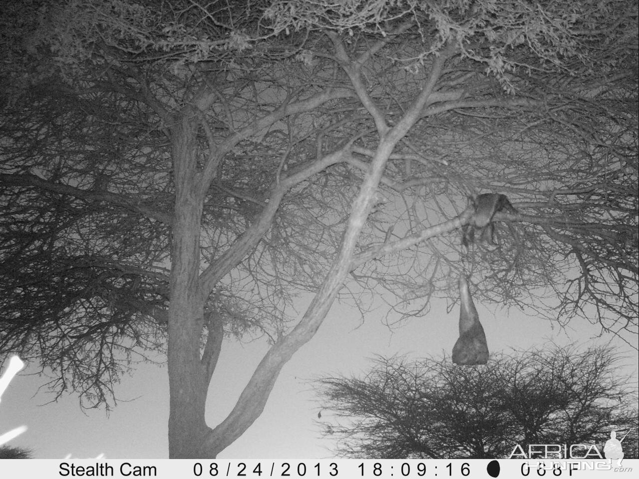 Honey Badger Trail Camera