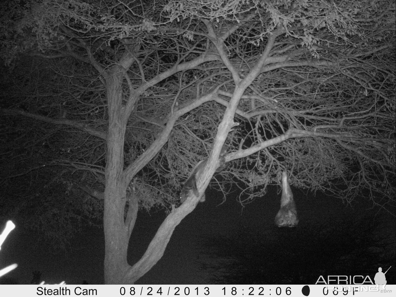 Honey Badger Trail Camera