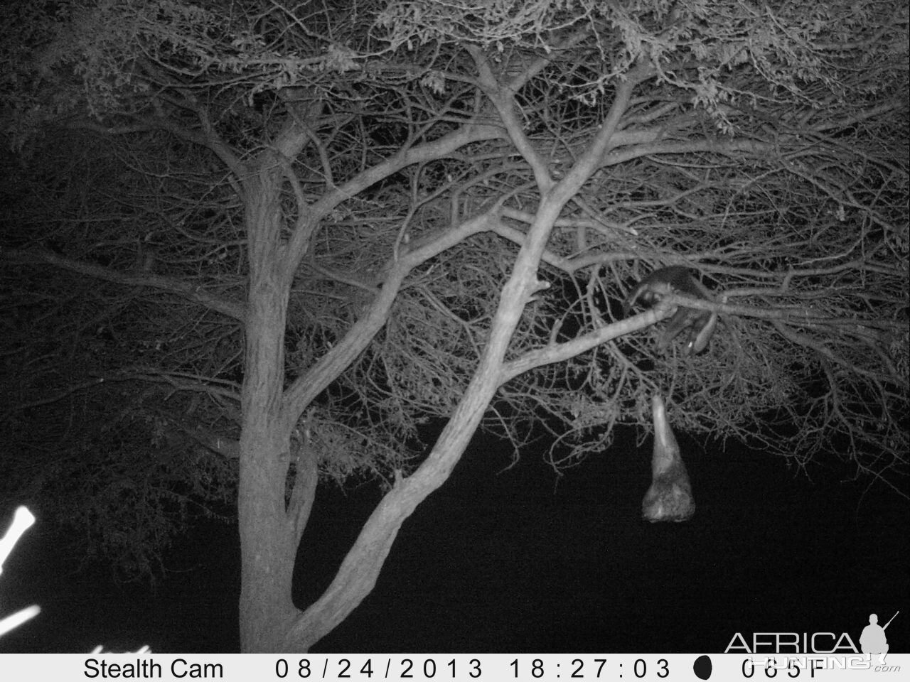 Honey Badger Trail Camera