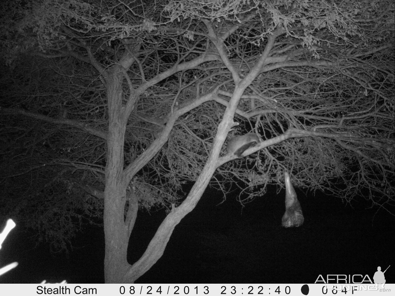 Honey Badger Trail Camera