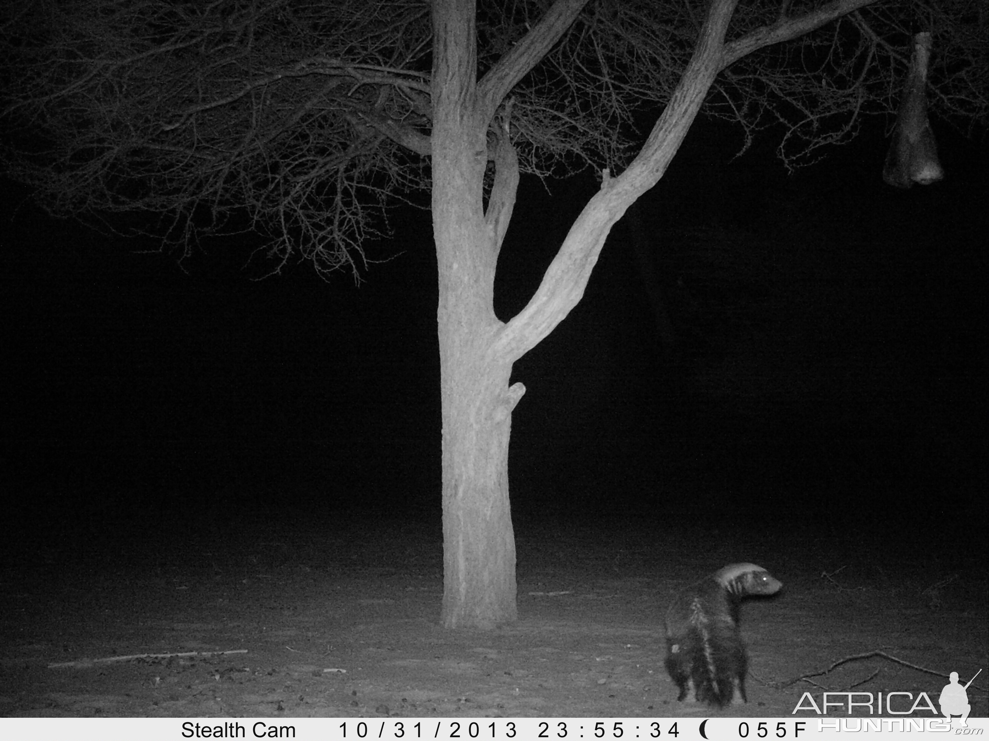 Honey Badger Trail Camera