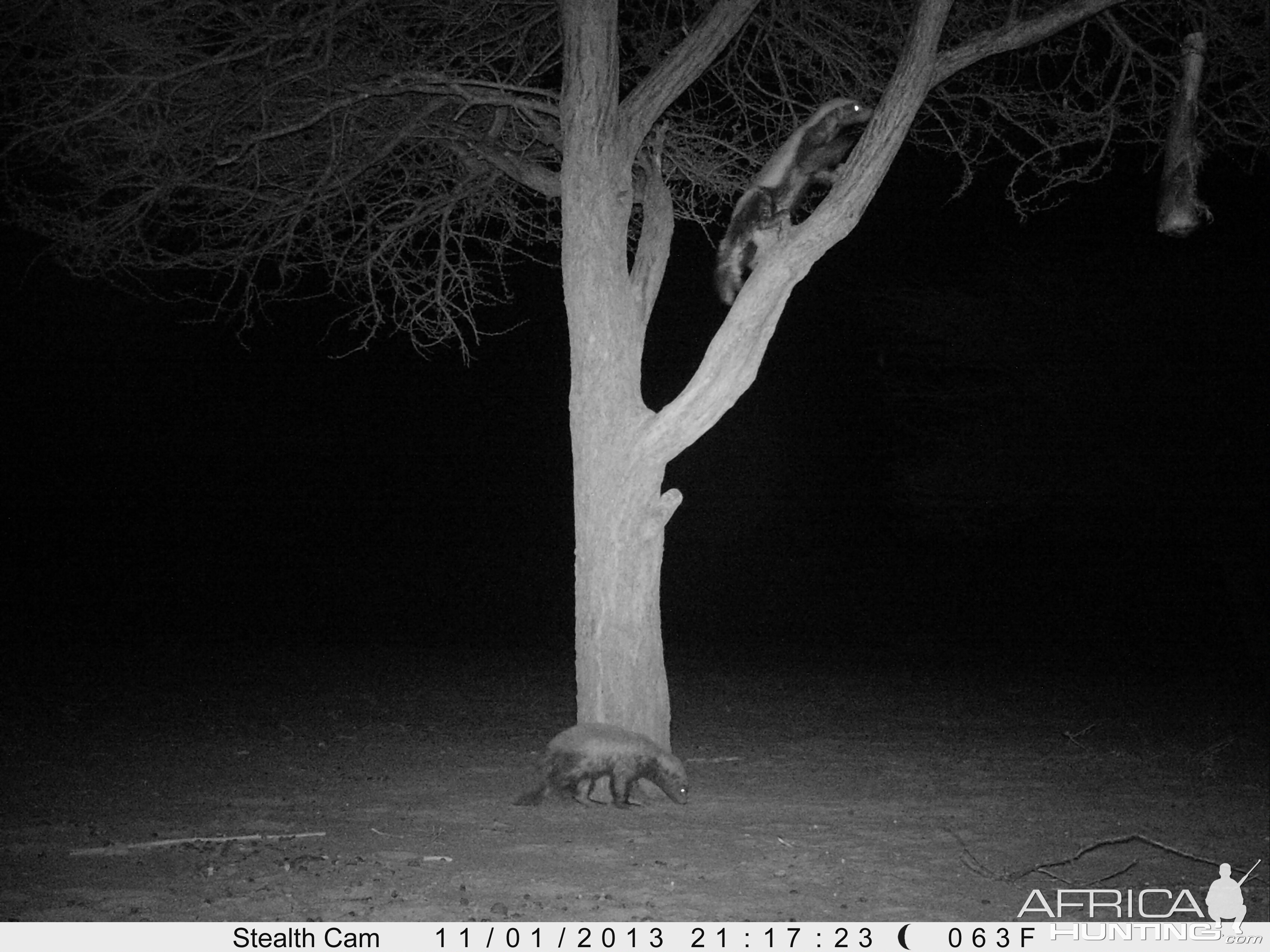 Honey Badger Trail Camera