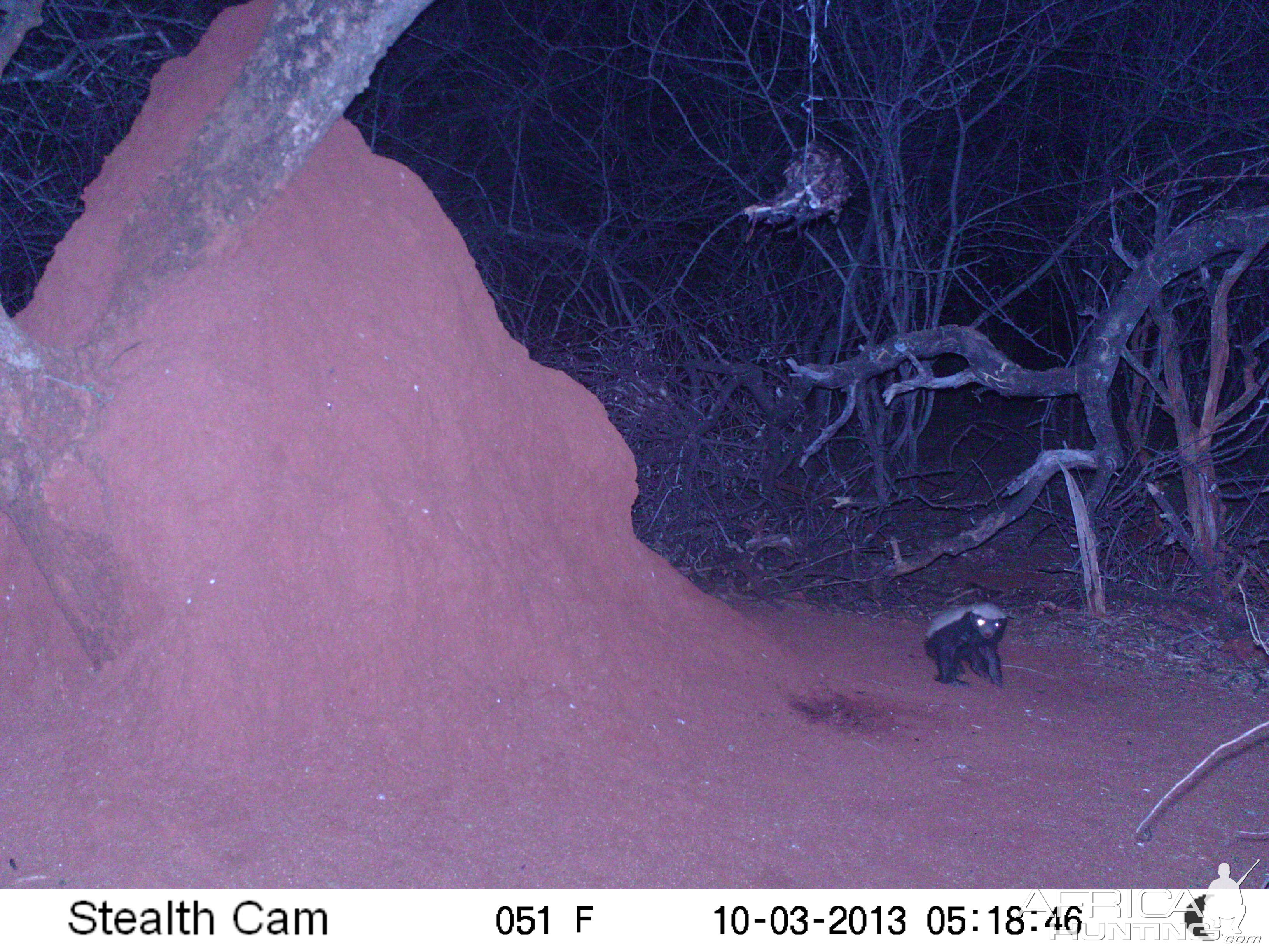 Honey Badger Trail Camera