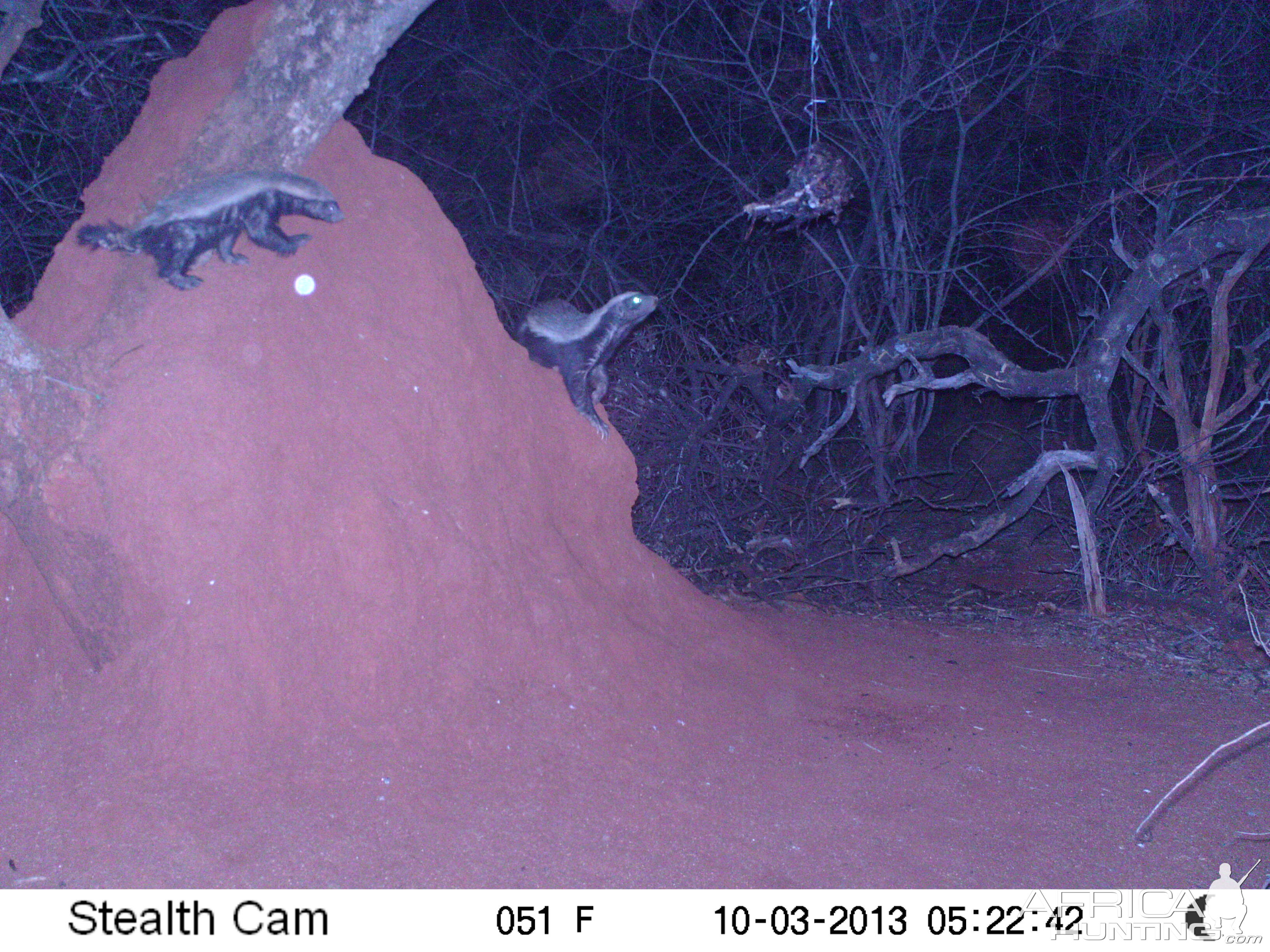 Honey Badger Trail Camera