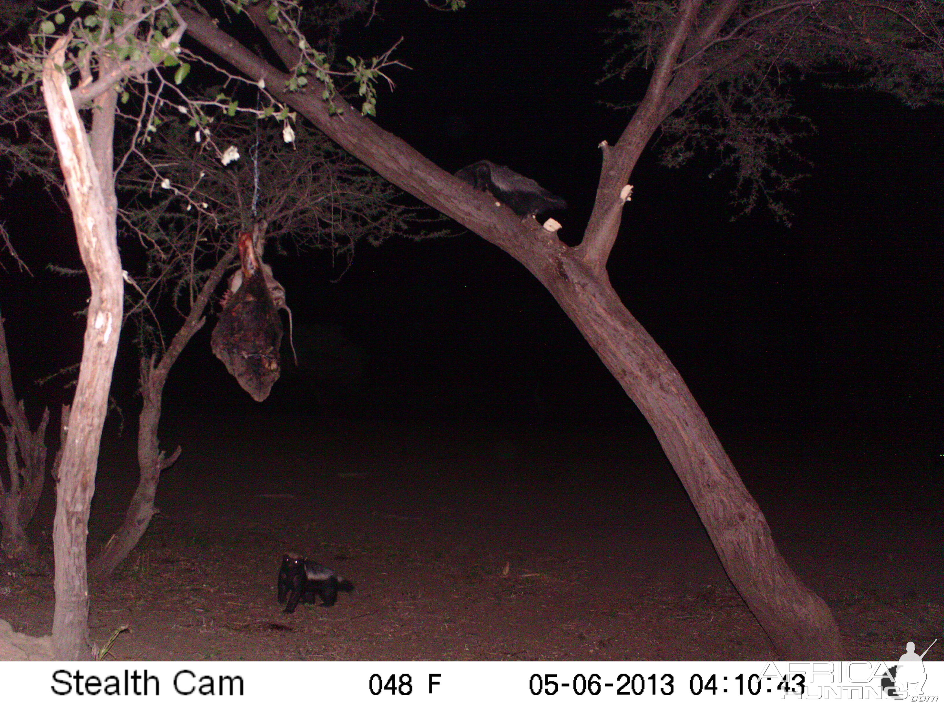 Honey Badger Trail Camera