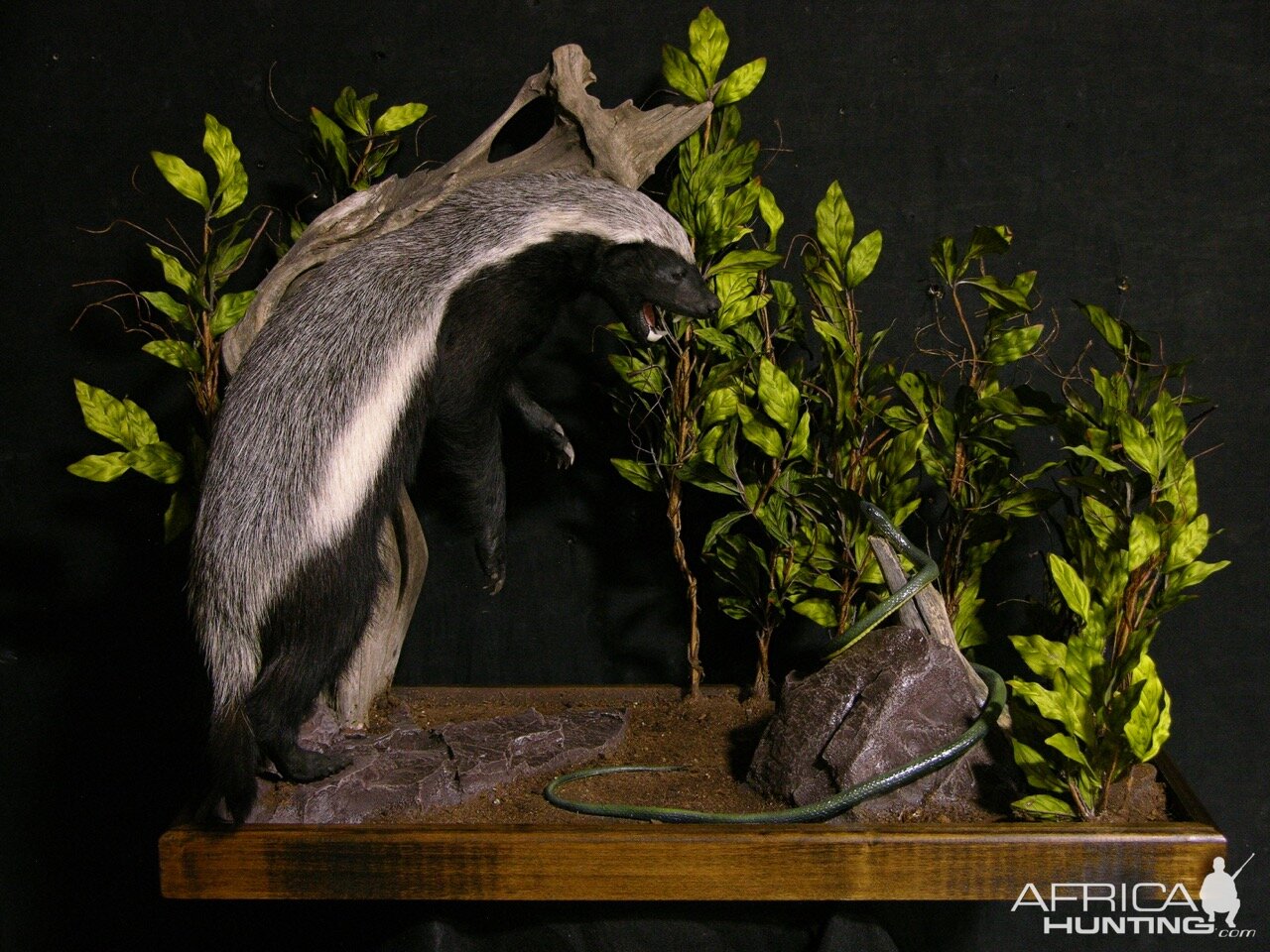 Honey Badger vs Mamba Full Mount Taxidermy