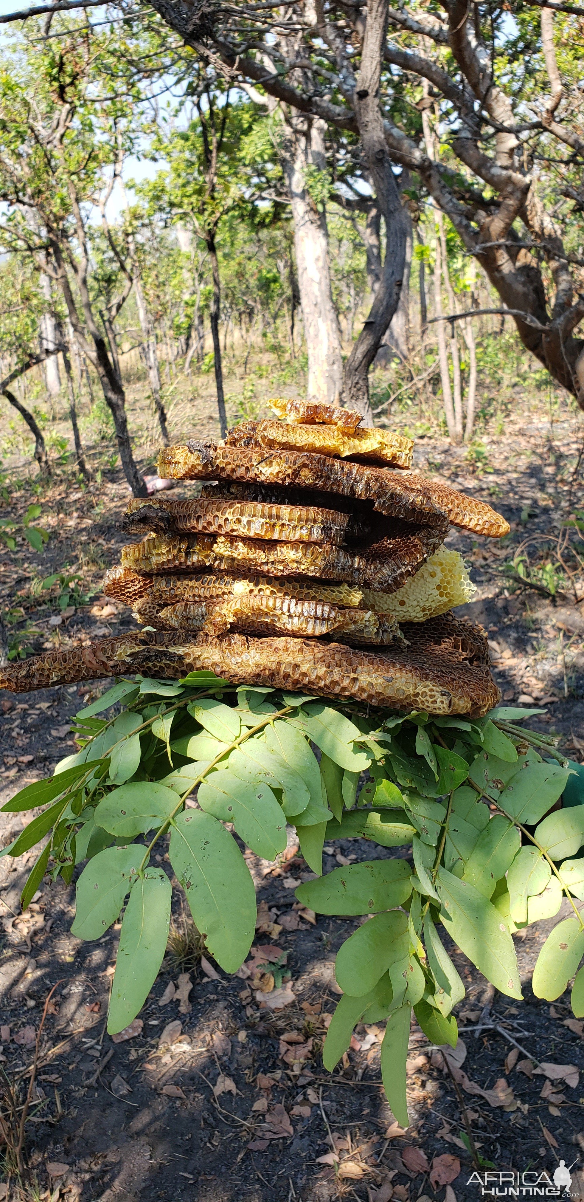 Honeycomb Tanzania