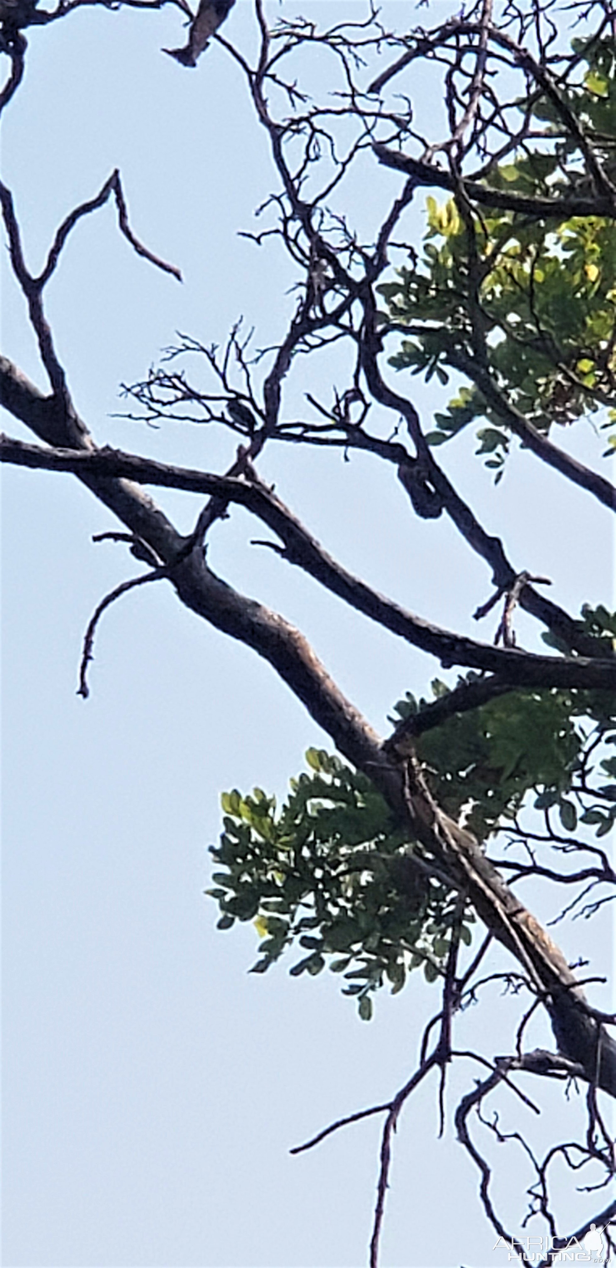 Honeyguide In Tree Tanzania