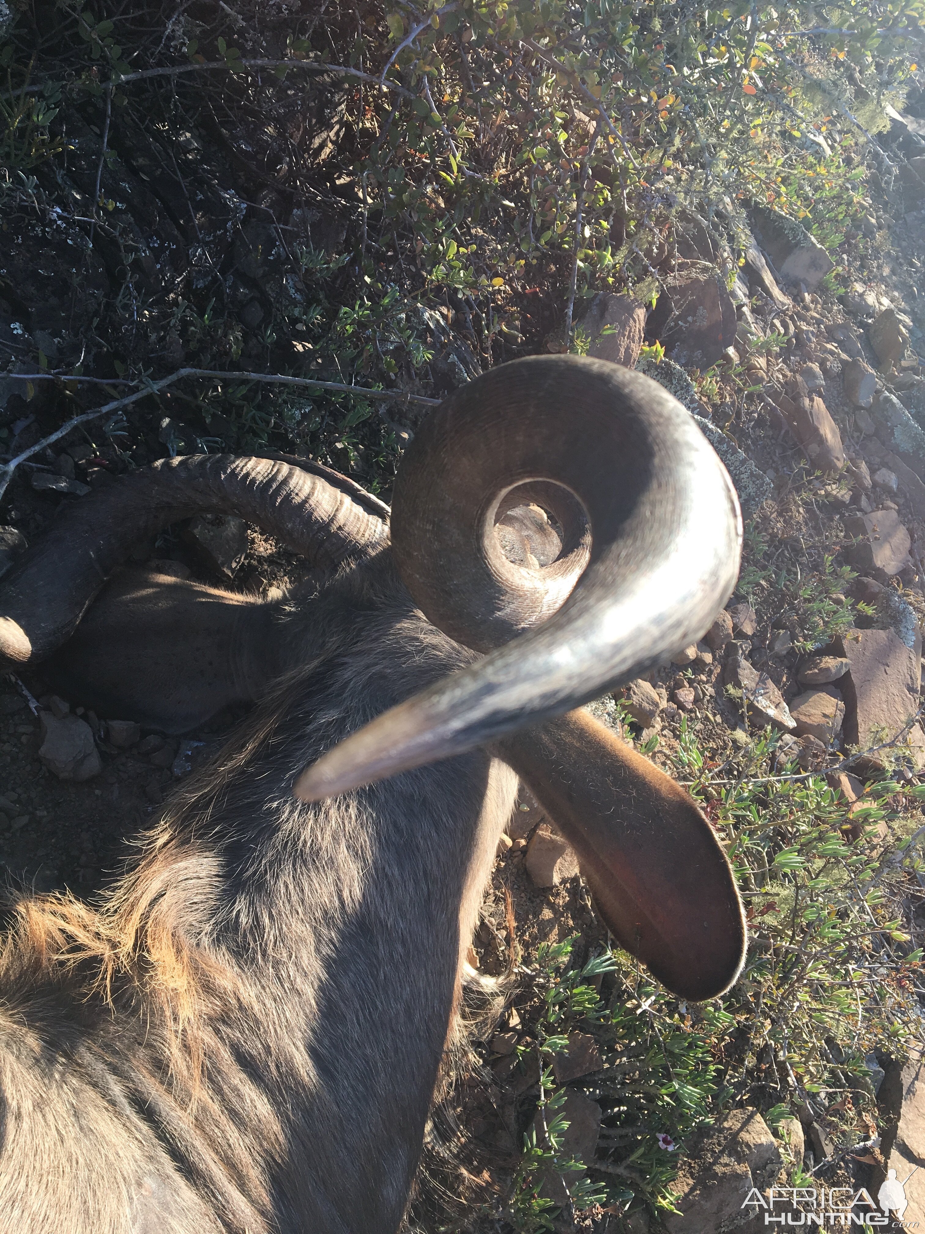 Horn of Kudu