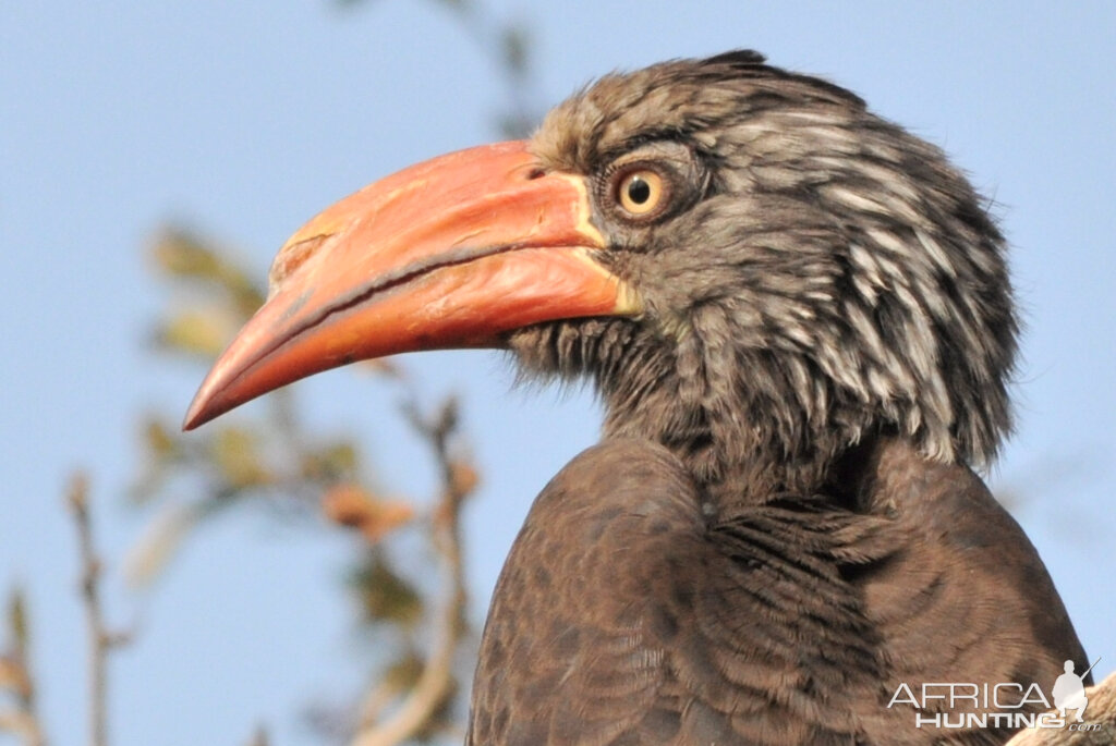 Hornbill South Africa