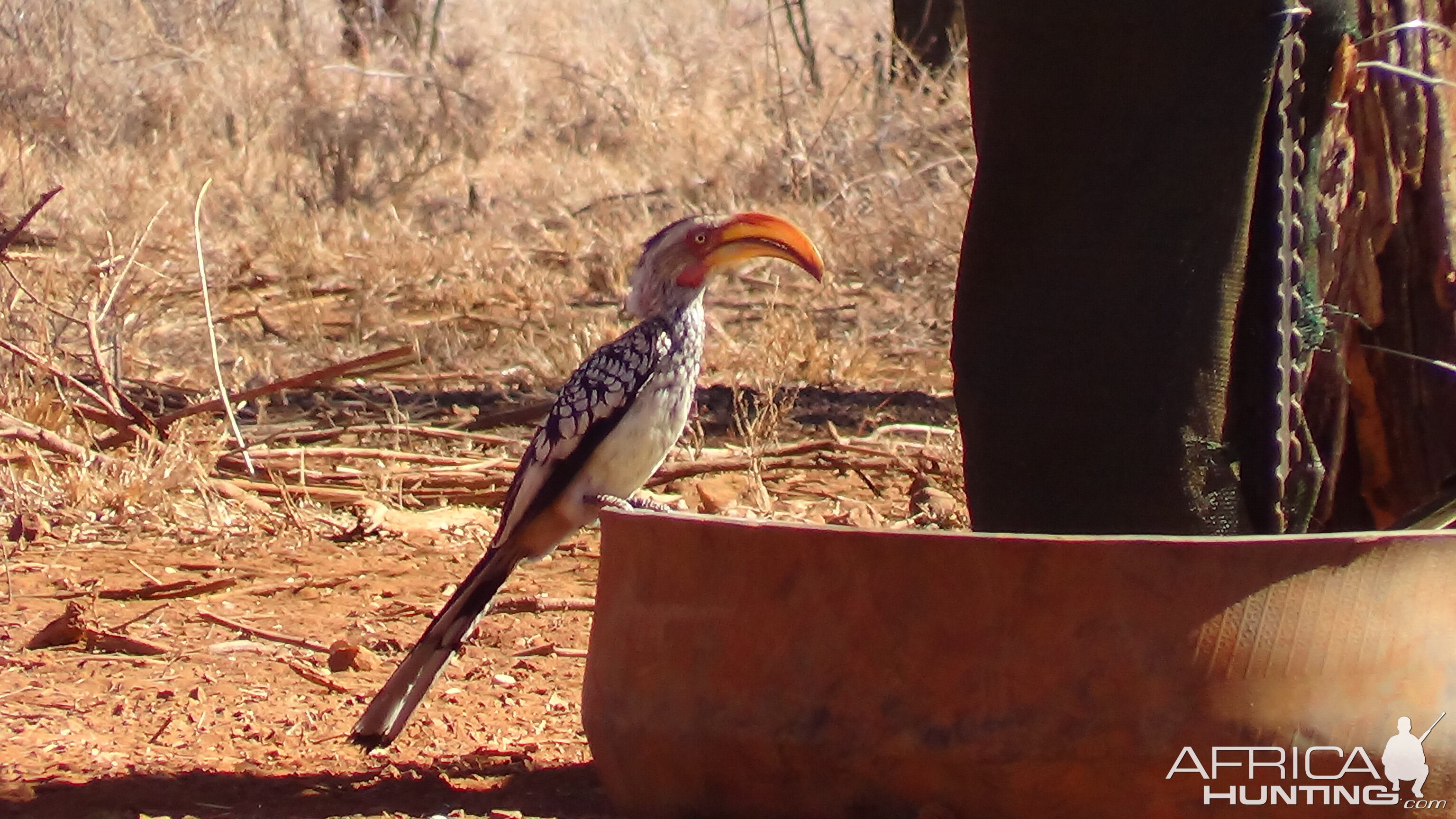 Hornbill