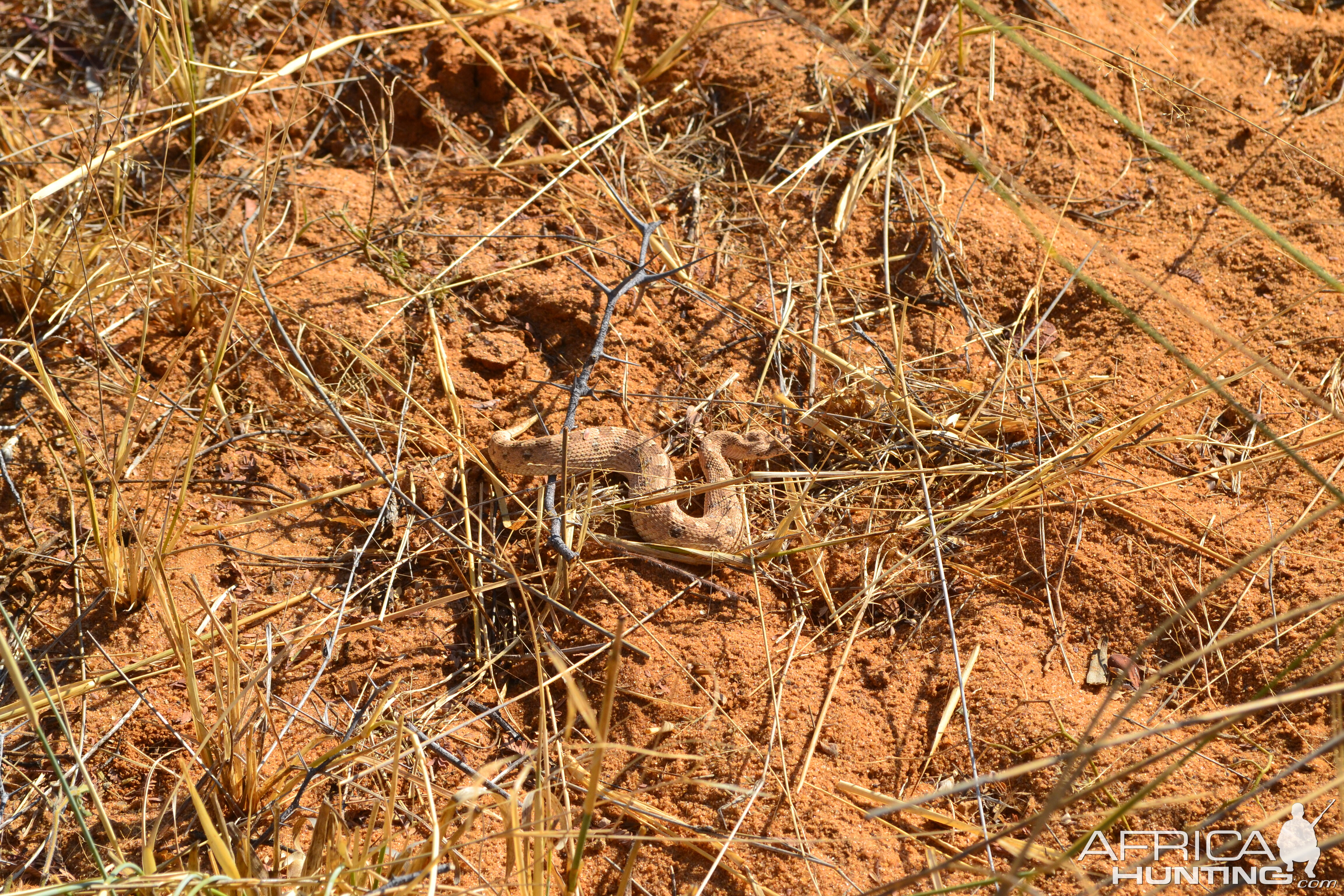 Horned Adder Namibia