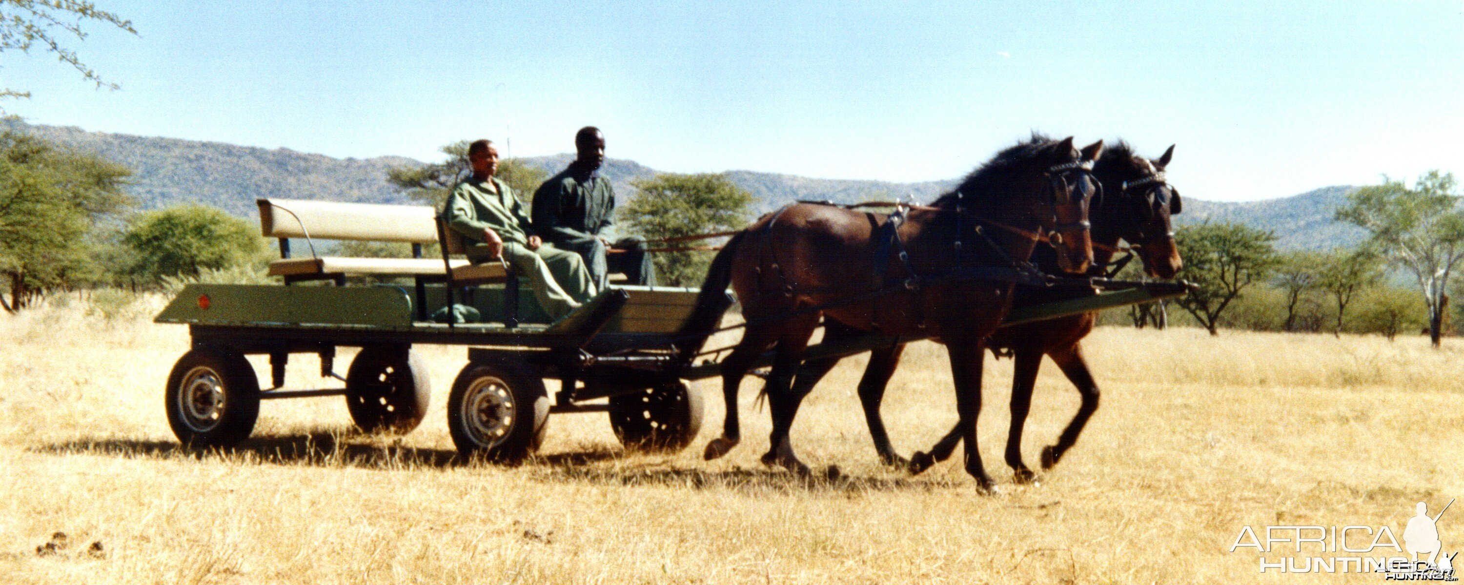 Horse Carriage Namibia