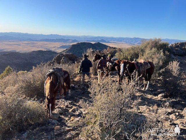 Horseback Mountain Lion Hunt  Arizona