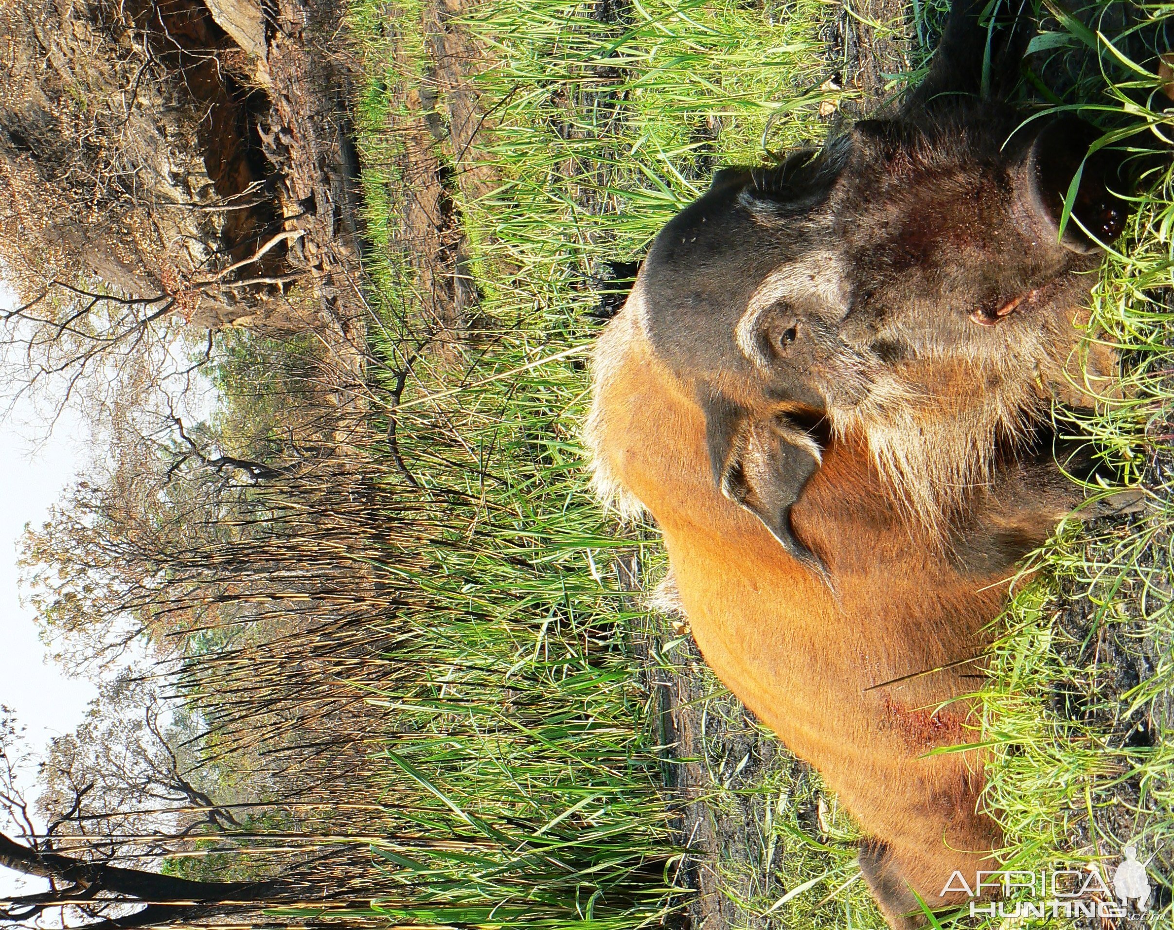 Huge 102 kg red river hog taken in CAR