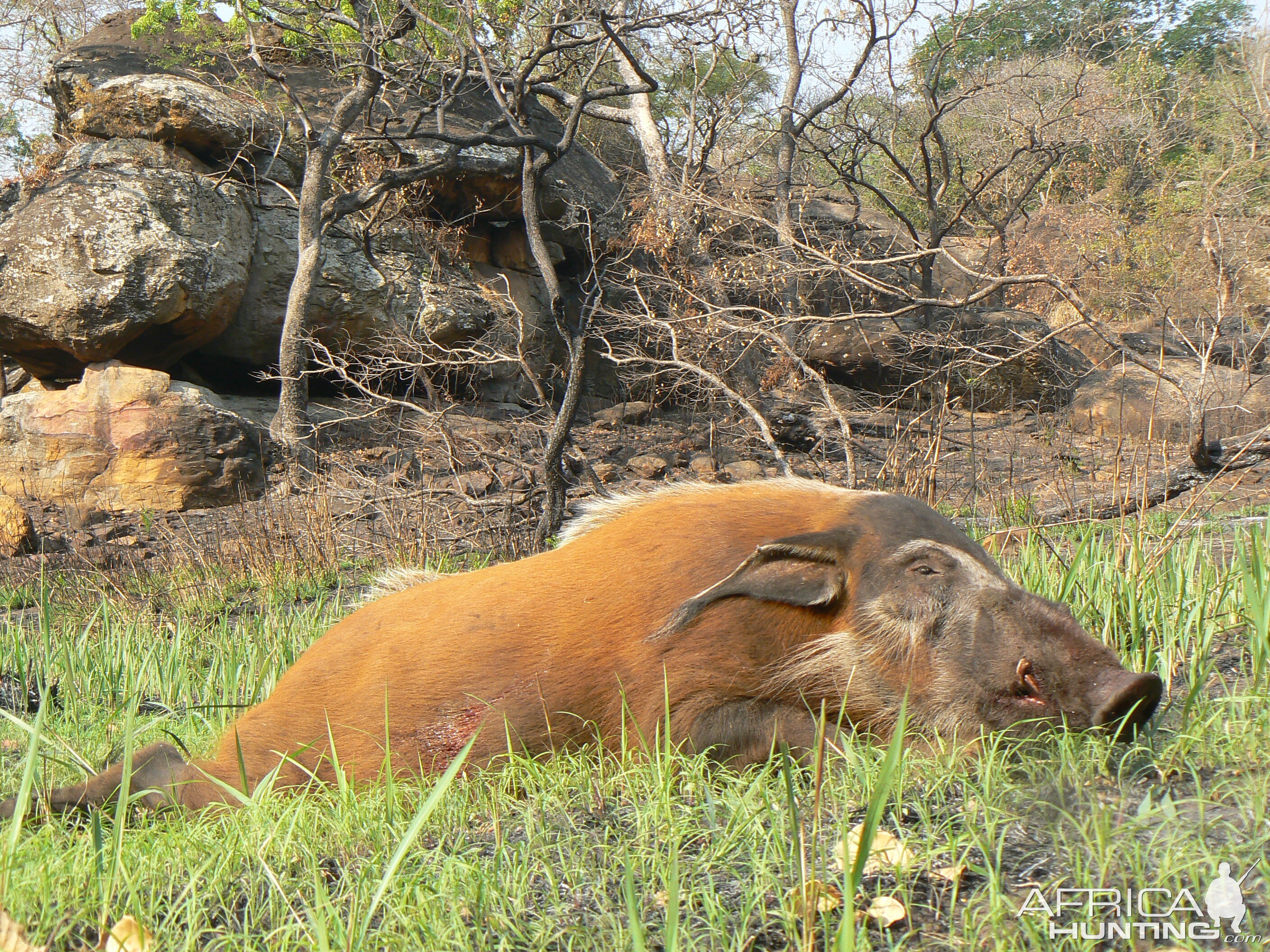 Huge 102 kg red river hog taken in CAR