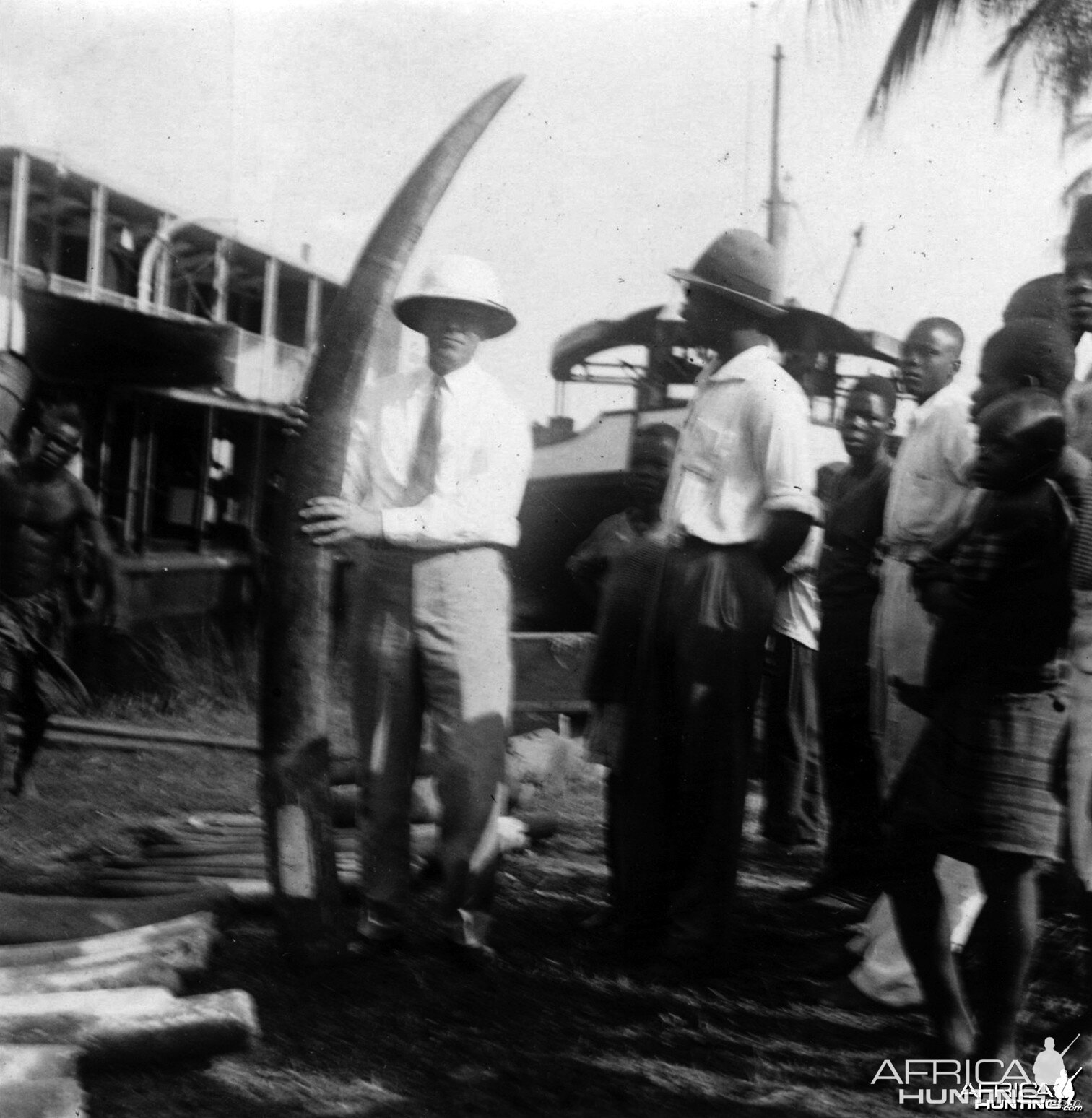 Huge Elephant Tusks in Bandundu, Congo