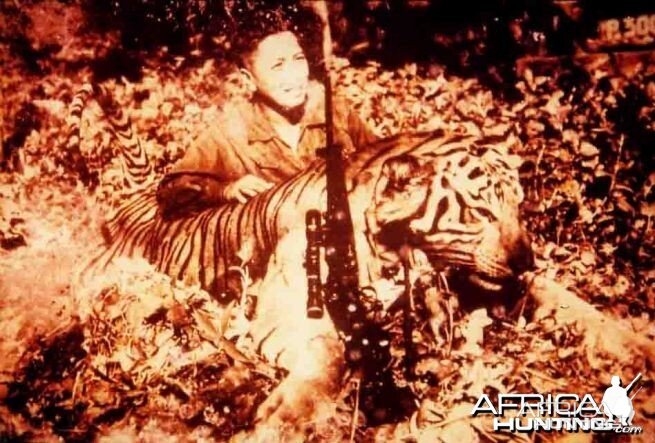 Huge Javan Tiger shot in 1957