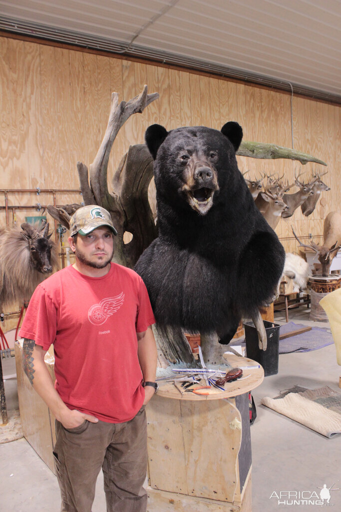 Huge Taxidermy Black Bear... Not Big Huge!