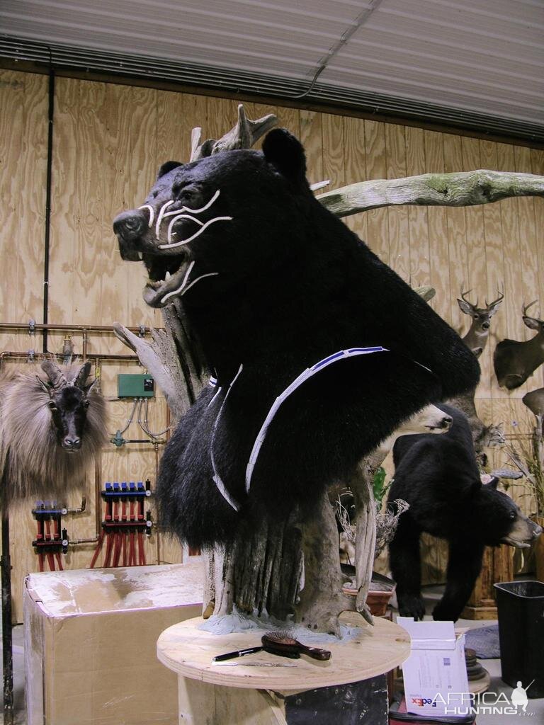 Huge Taxidermy Black Bear... Not Big Huge!