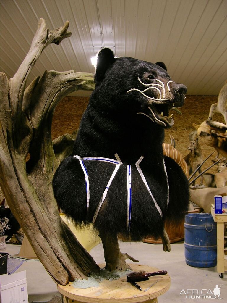 full size taxidermy bear