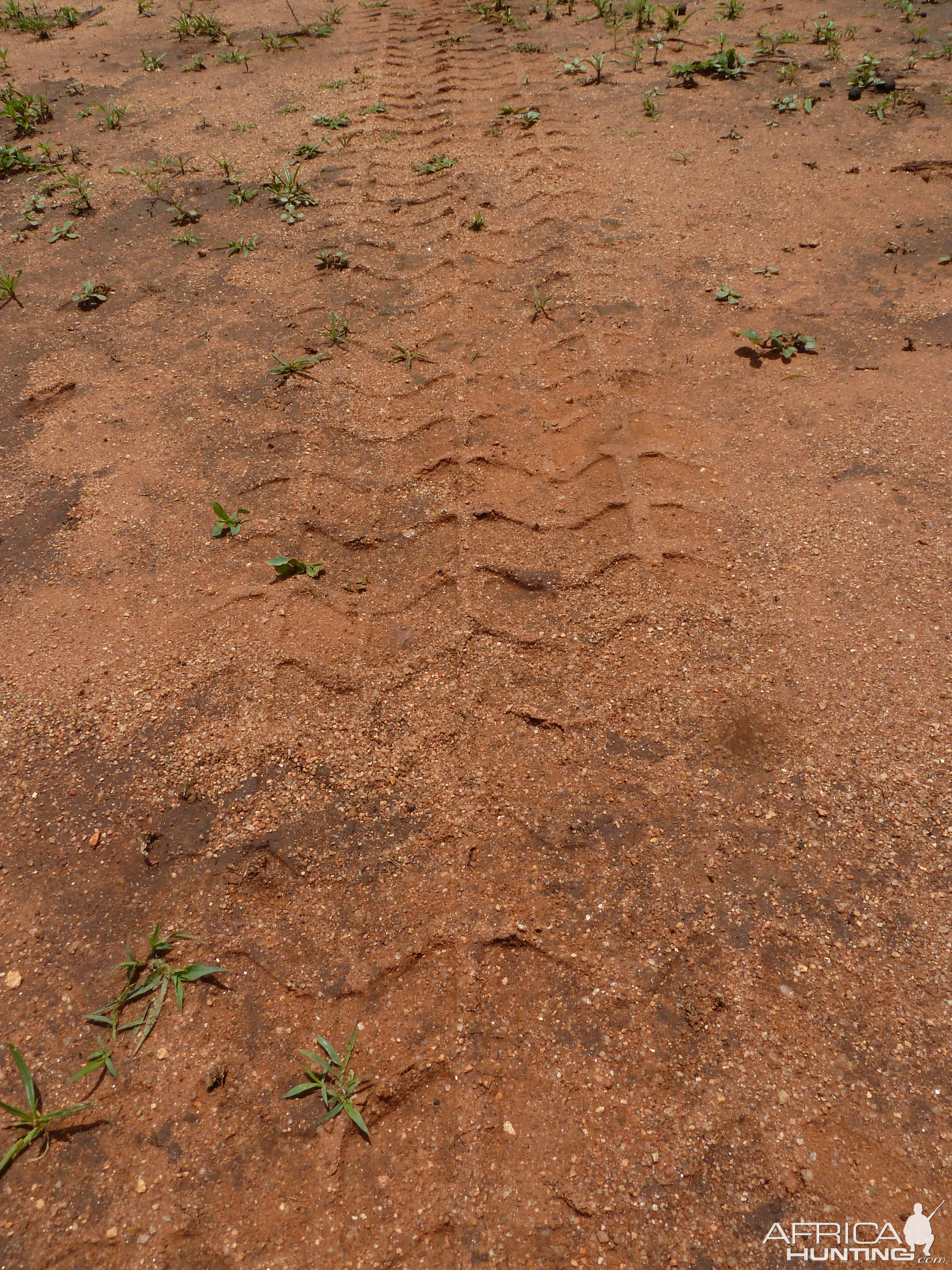 Hummer Track