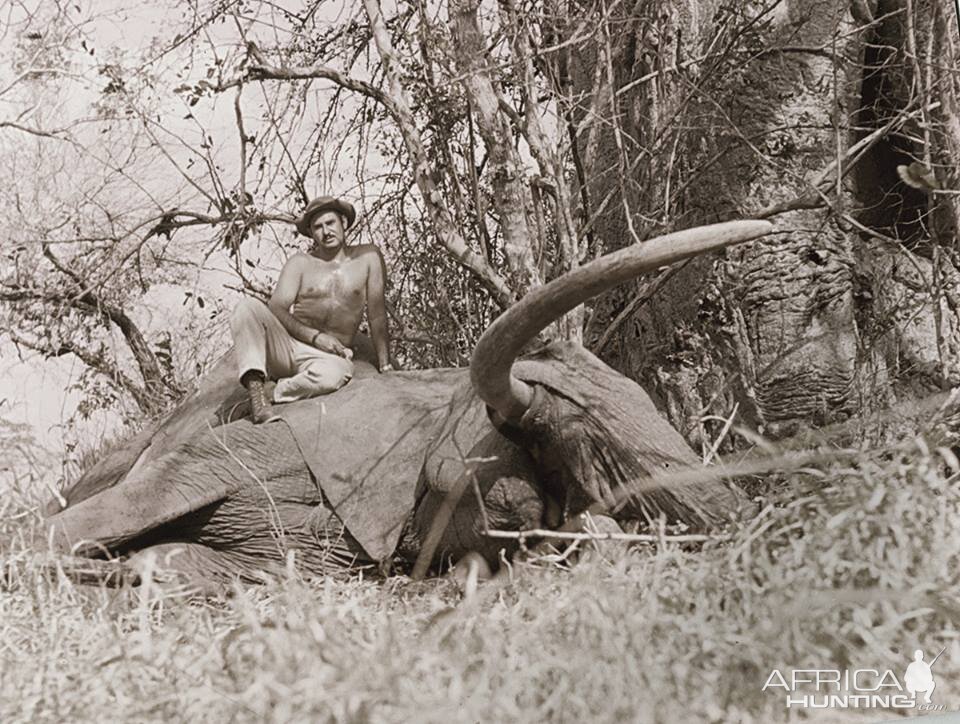 Hundred pounder Elephant Hunted in Selous Tanzania