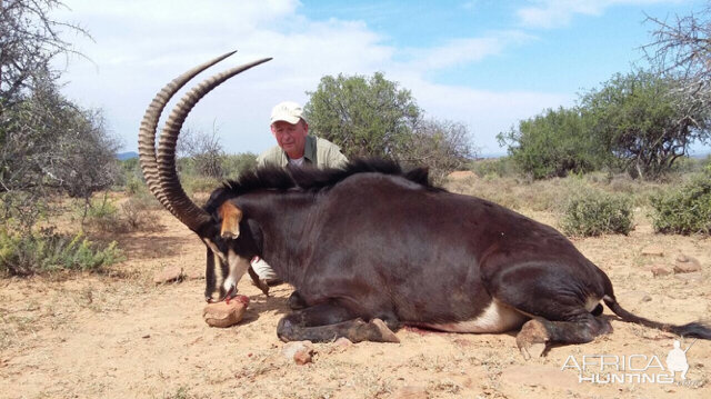 Hunt 40" Sable Antelope South Africa