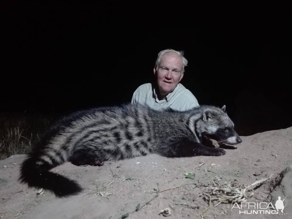 Hunt African Civet in South Africa