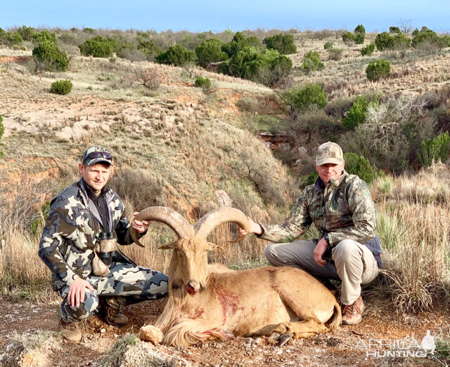 Hunt Aoudad in Texas USA