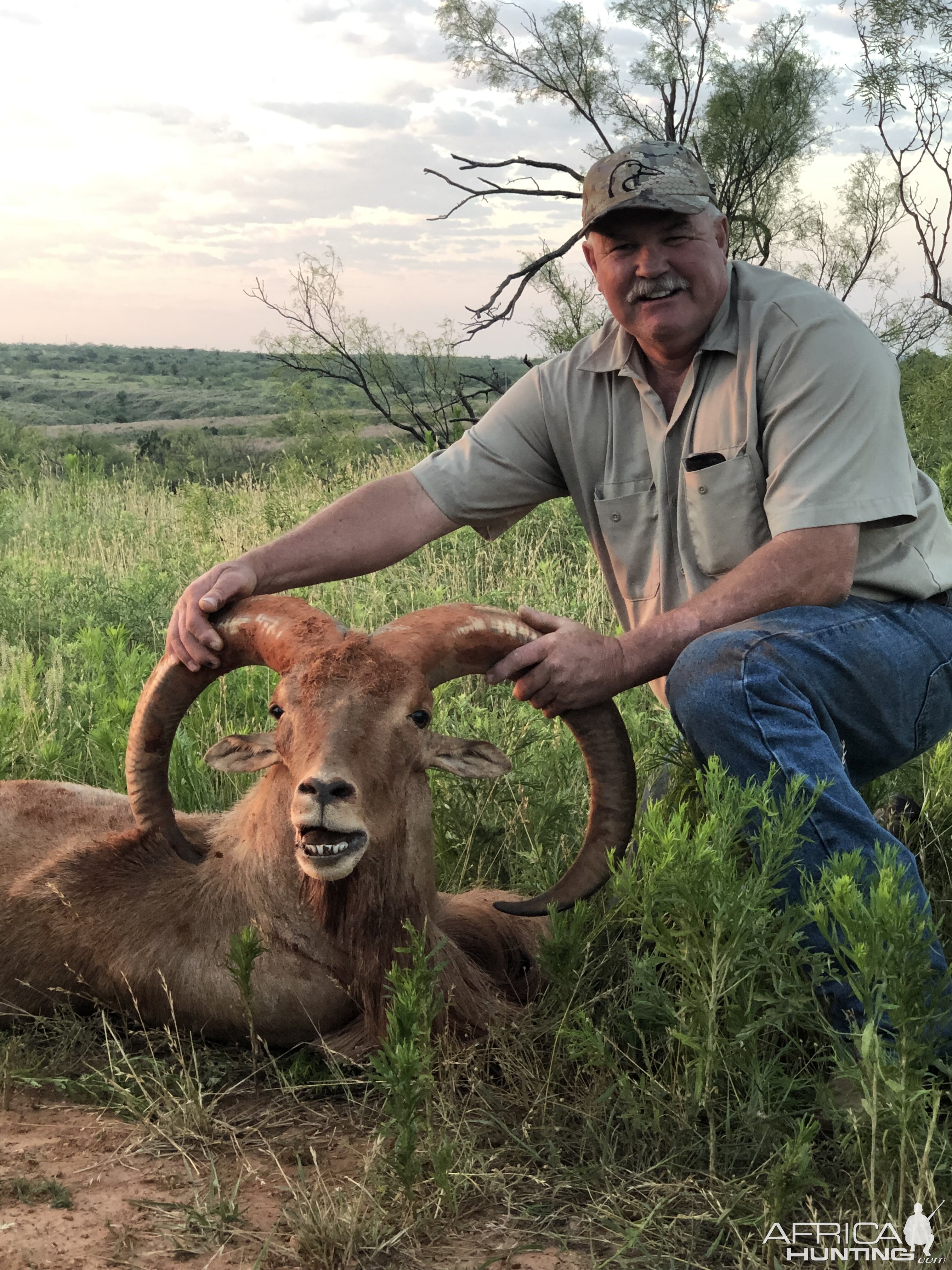 Hunt Aoudad in Texas USA