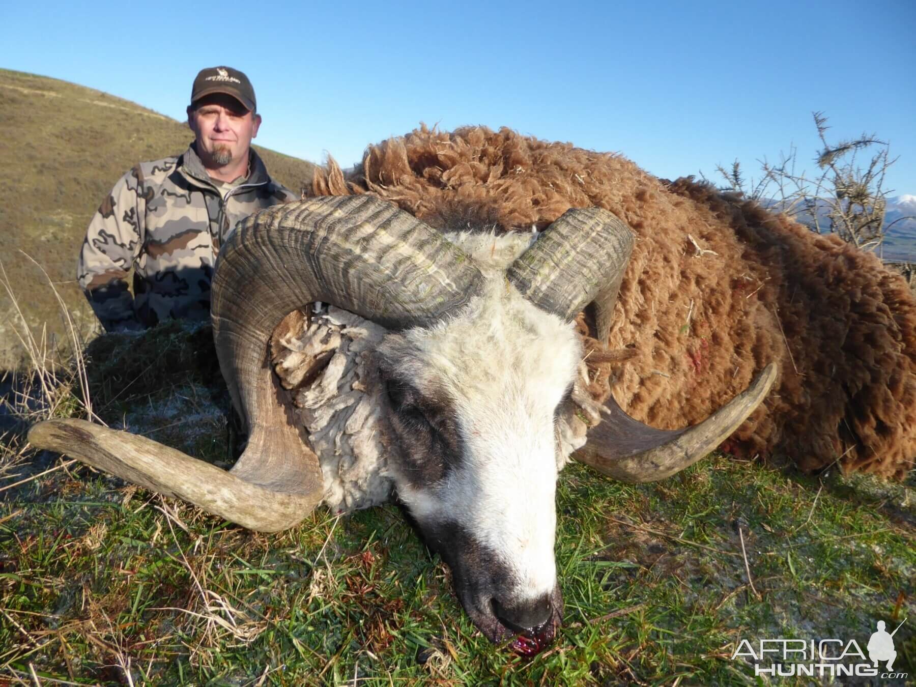 Hunt Arapawa Ram New Zealand