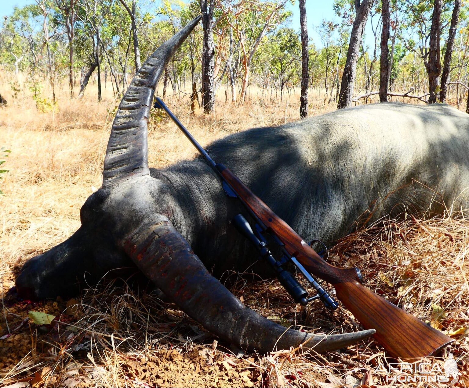 Hunt Asiatic Water Buffalo Australia Africahunting Com