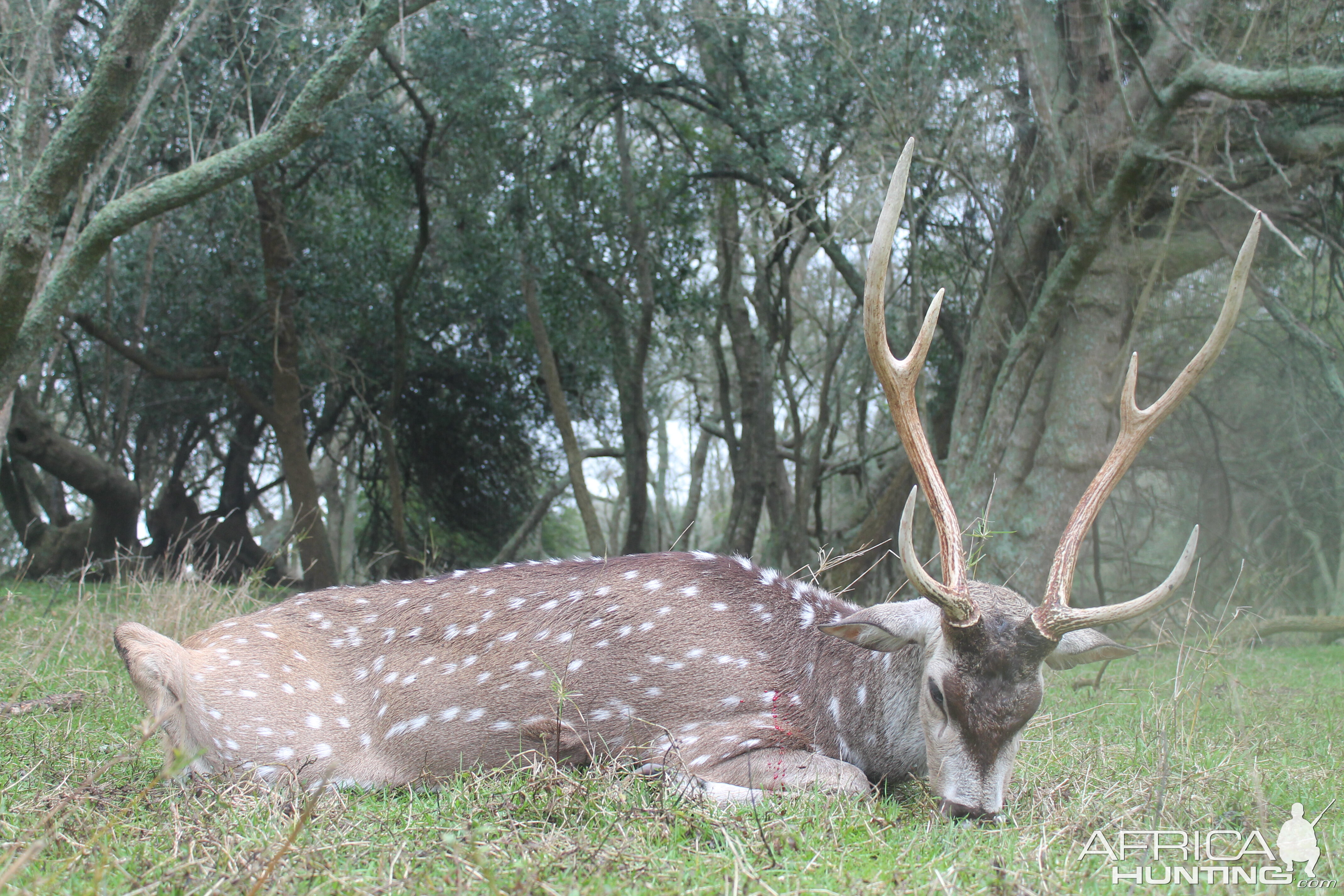 Hunt Axis Deer in Argentina