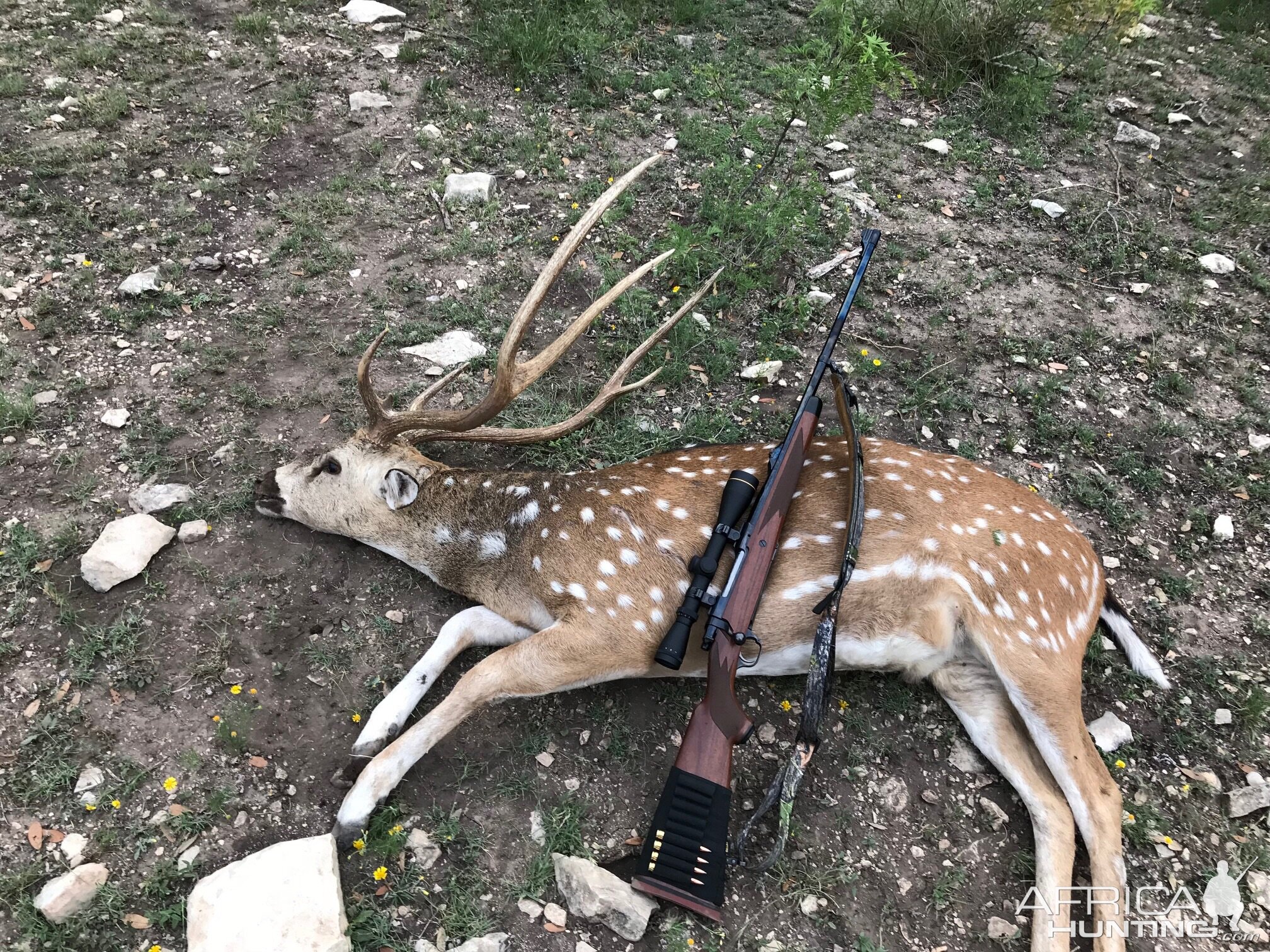 Hunt Axis Deer in USA