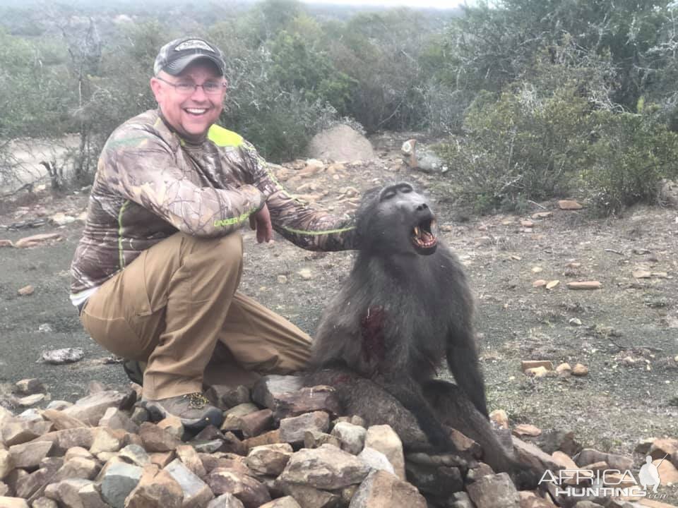 Hunt Baboon in South Africa