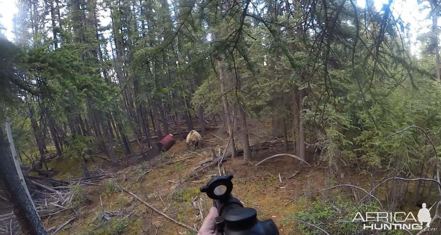 Hunt Bear in Alaska USA