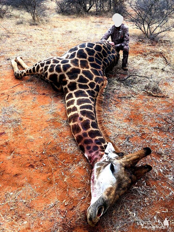 Hunt Black Giraffe in South Africa