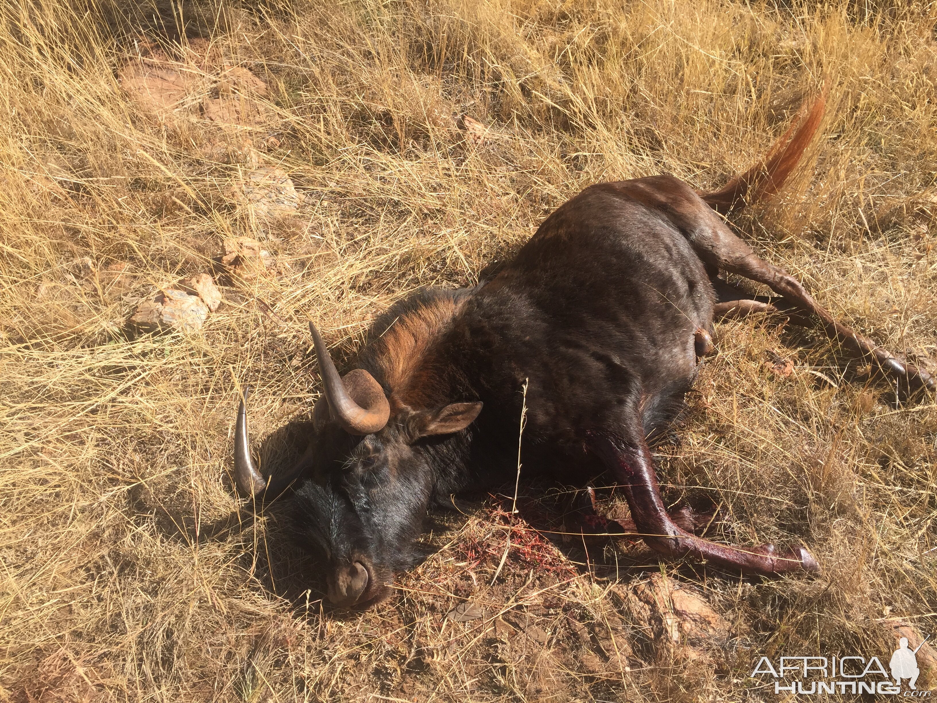 Hunt Black Wildebeest in South Africa