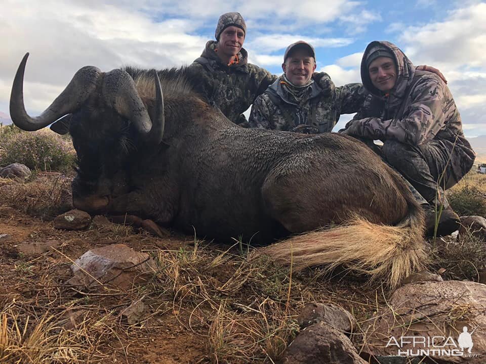 Hunt Black Wildebeest in South Africa