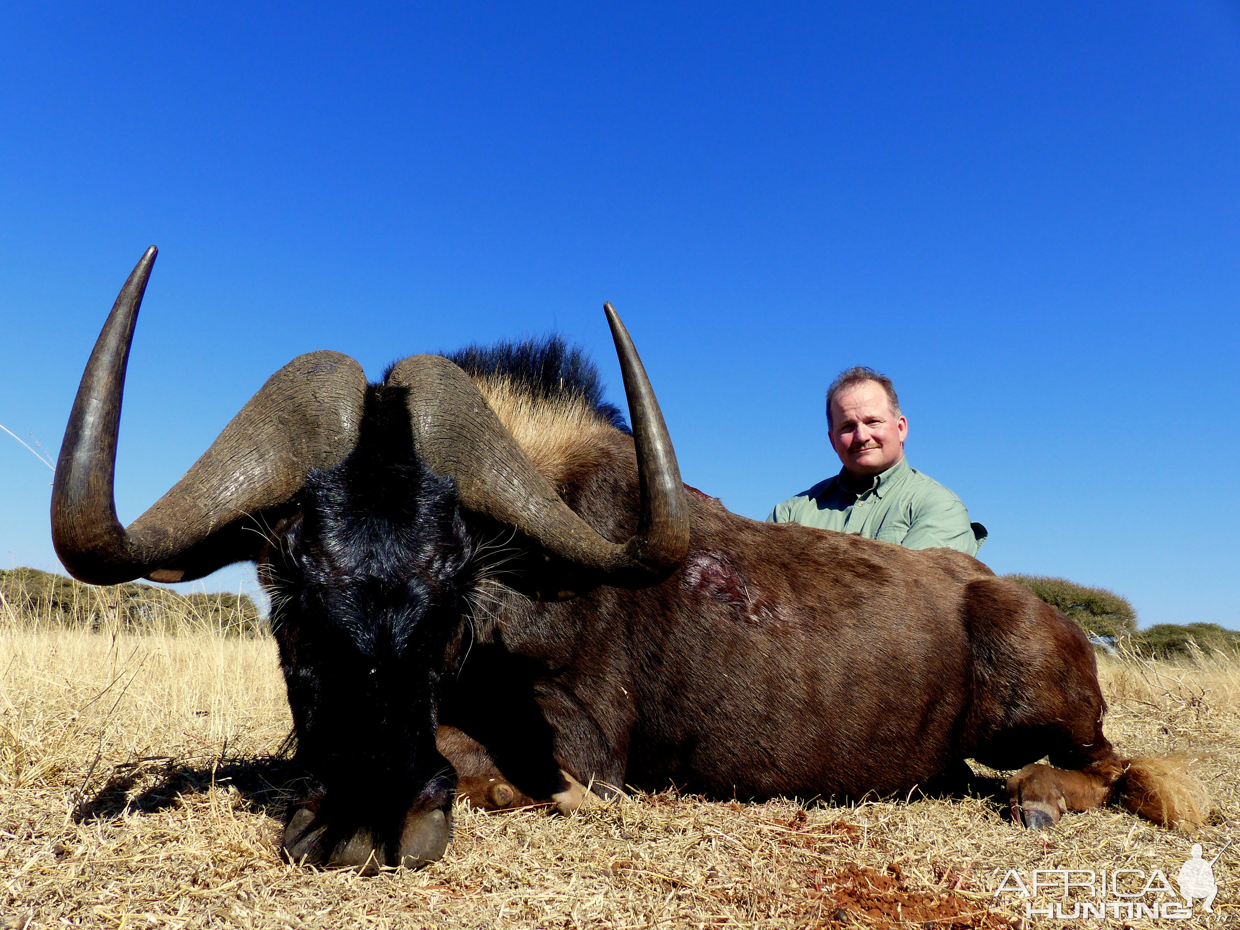 Hunt Black Wildebeest South Africa