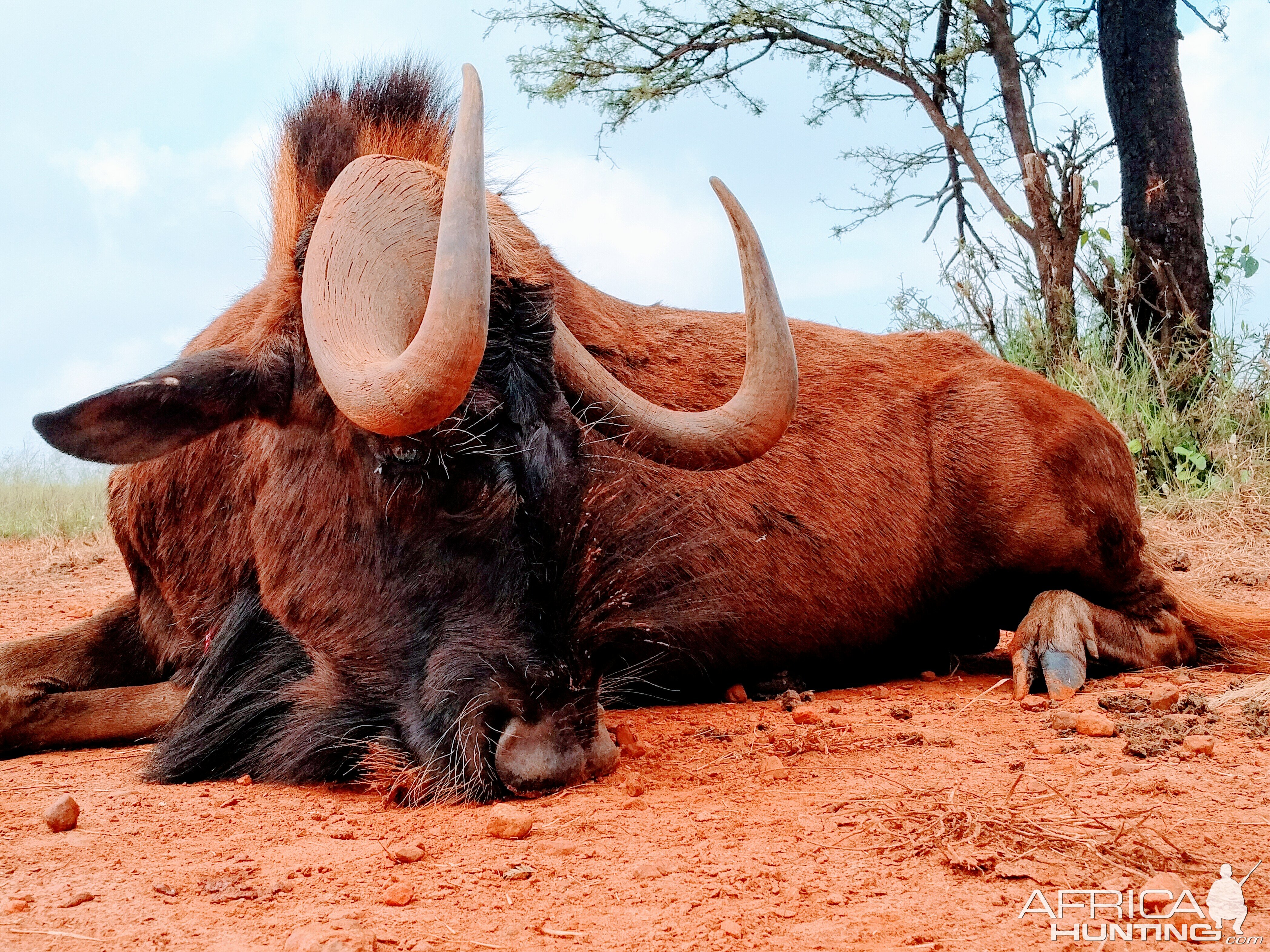 Hunt Black Wildebeest South Africa