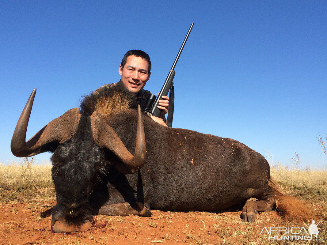 Hunt Black Wildebeest South Africa