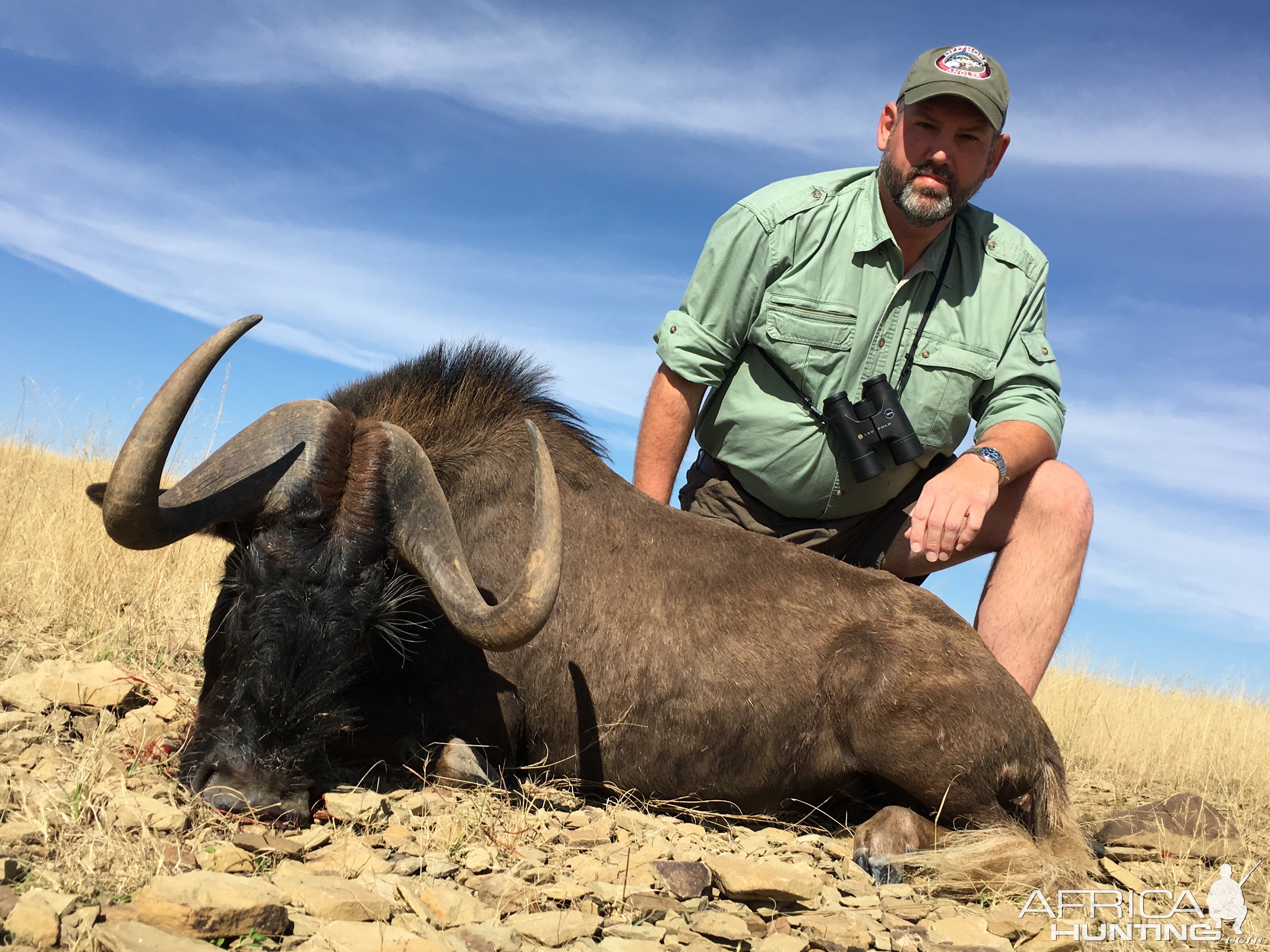 Hunt Black Wildebeest South Africa