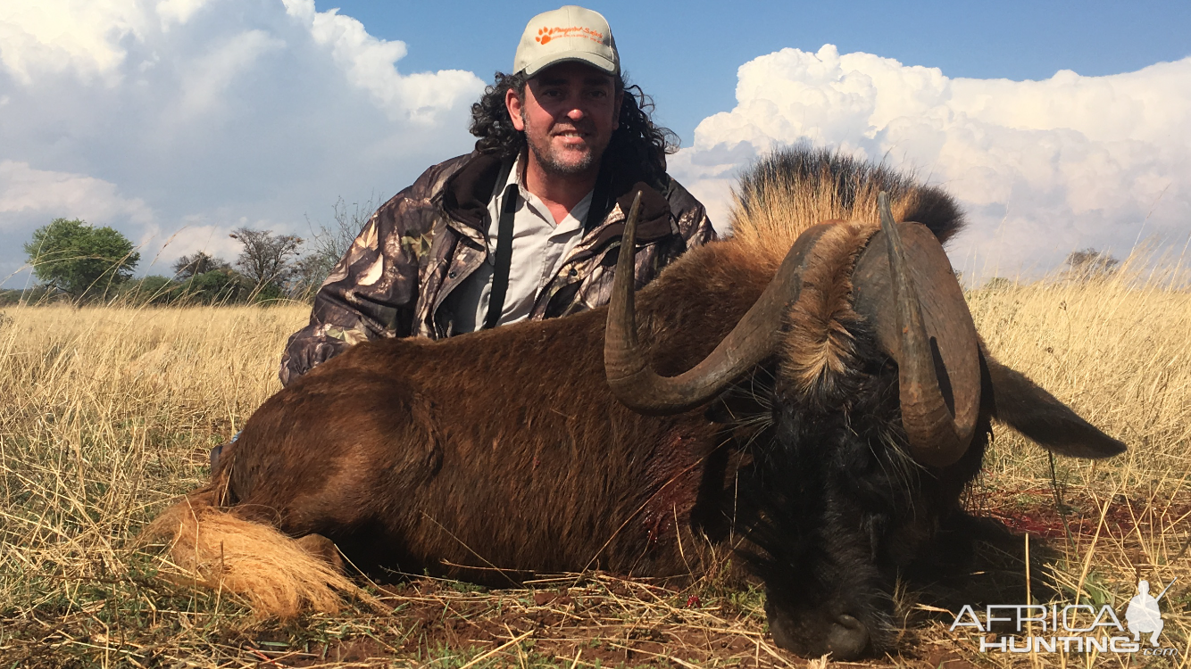 Hunt Black Wildebeest South Africa