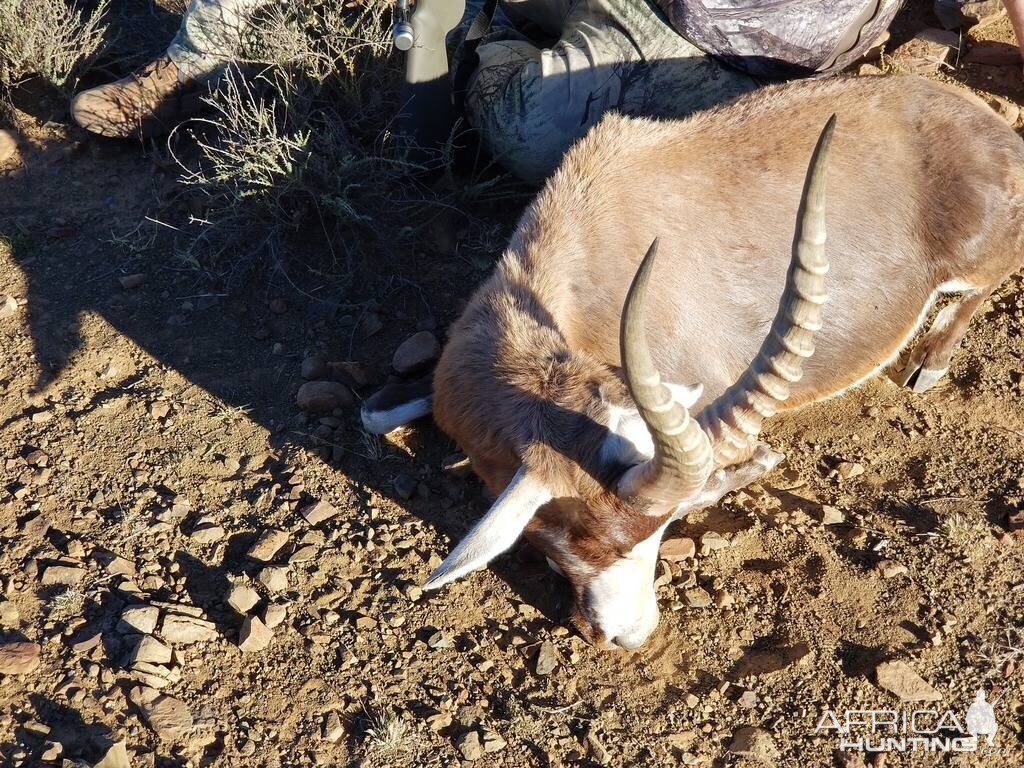 Hunt Blesbok in South Africa