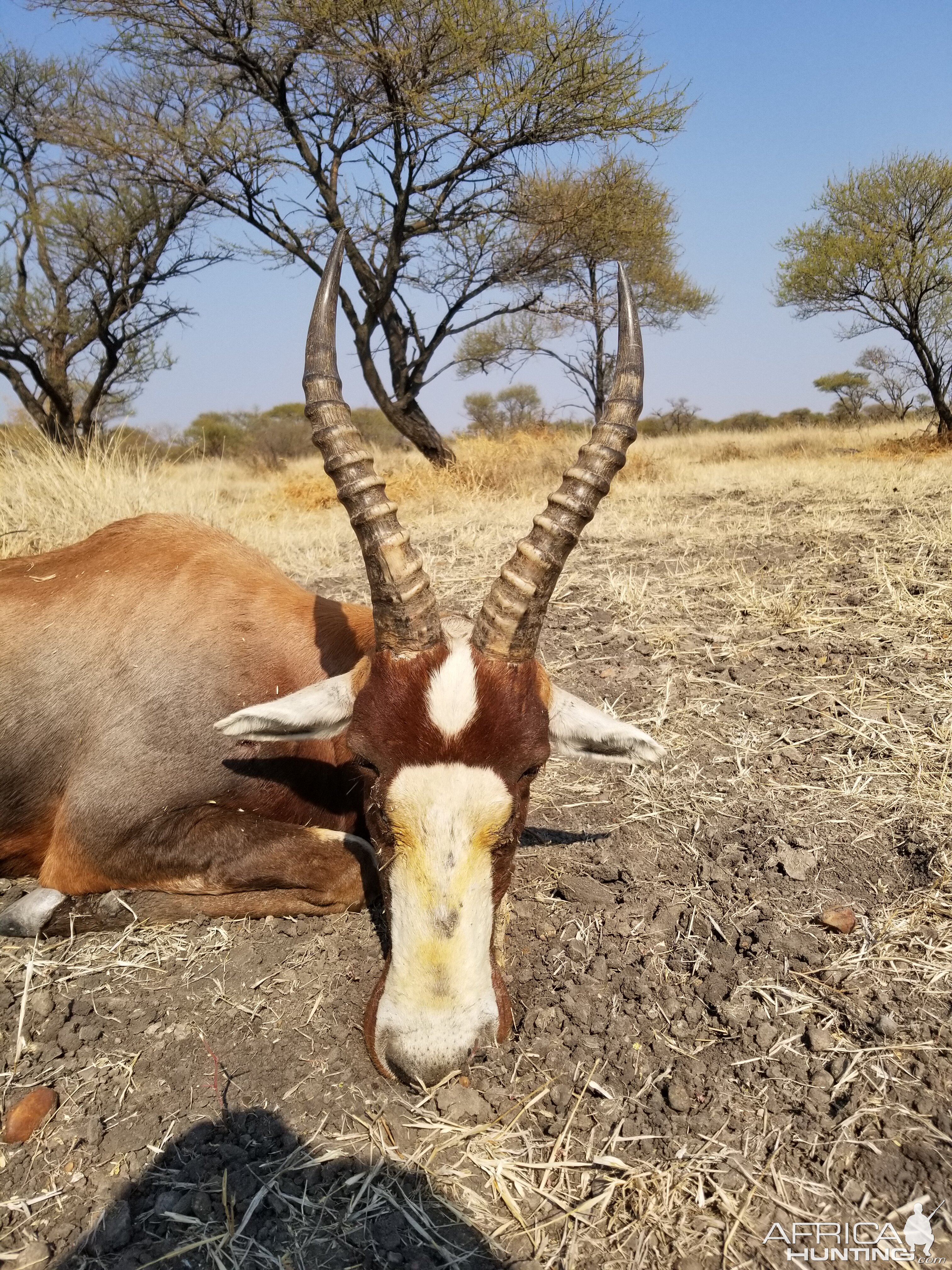 Hunt Blesbok in South Africa