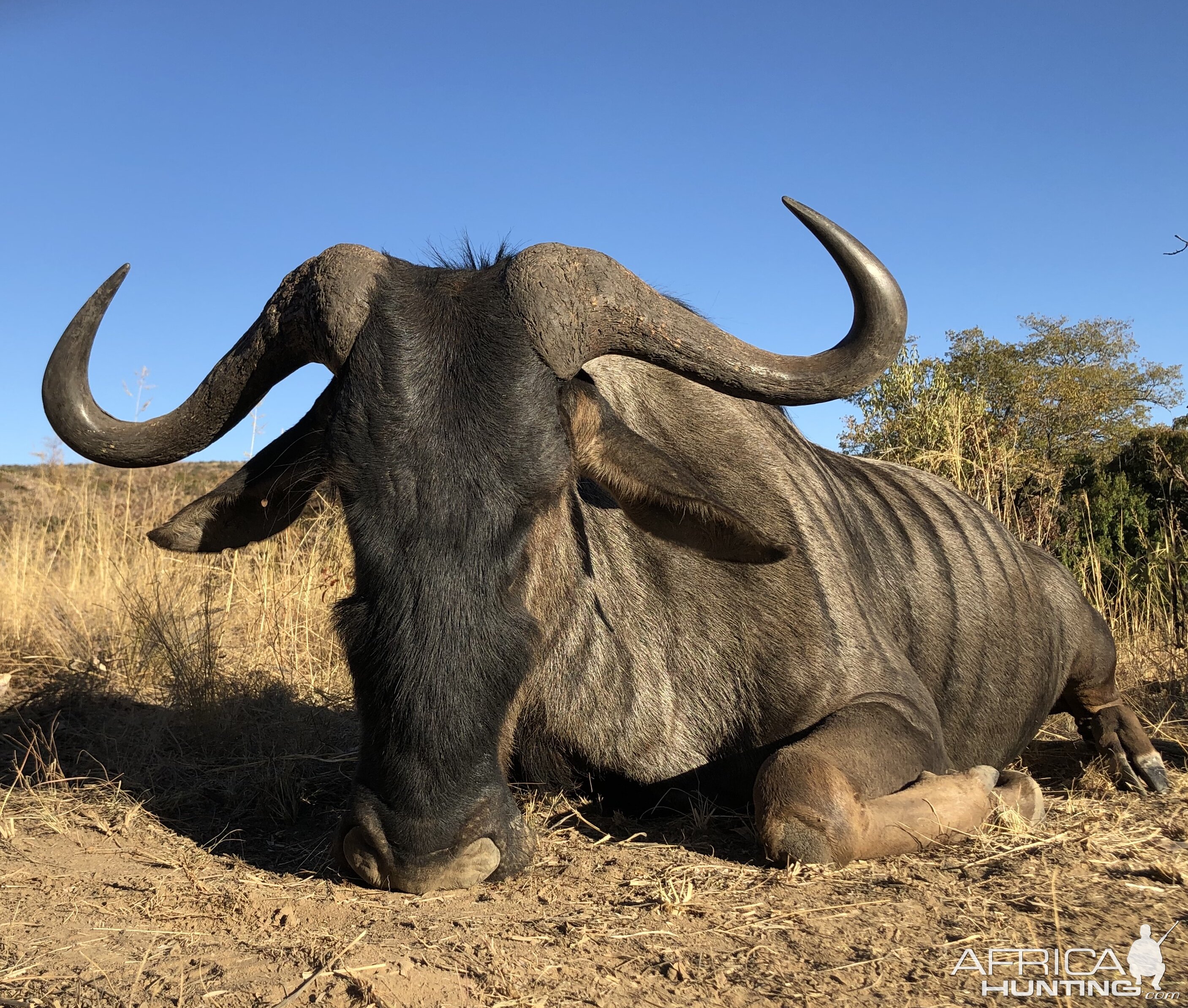 Hunt Blue Wildebeest in South Africa