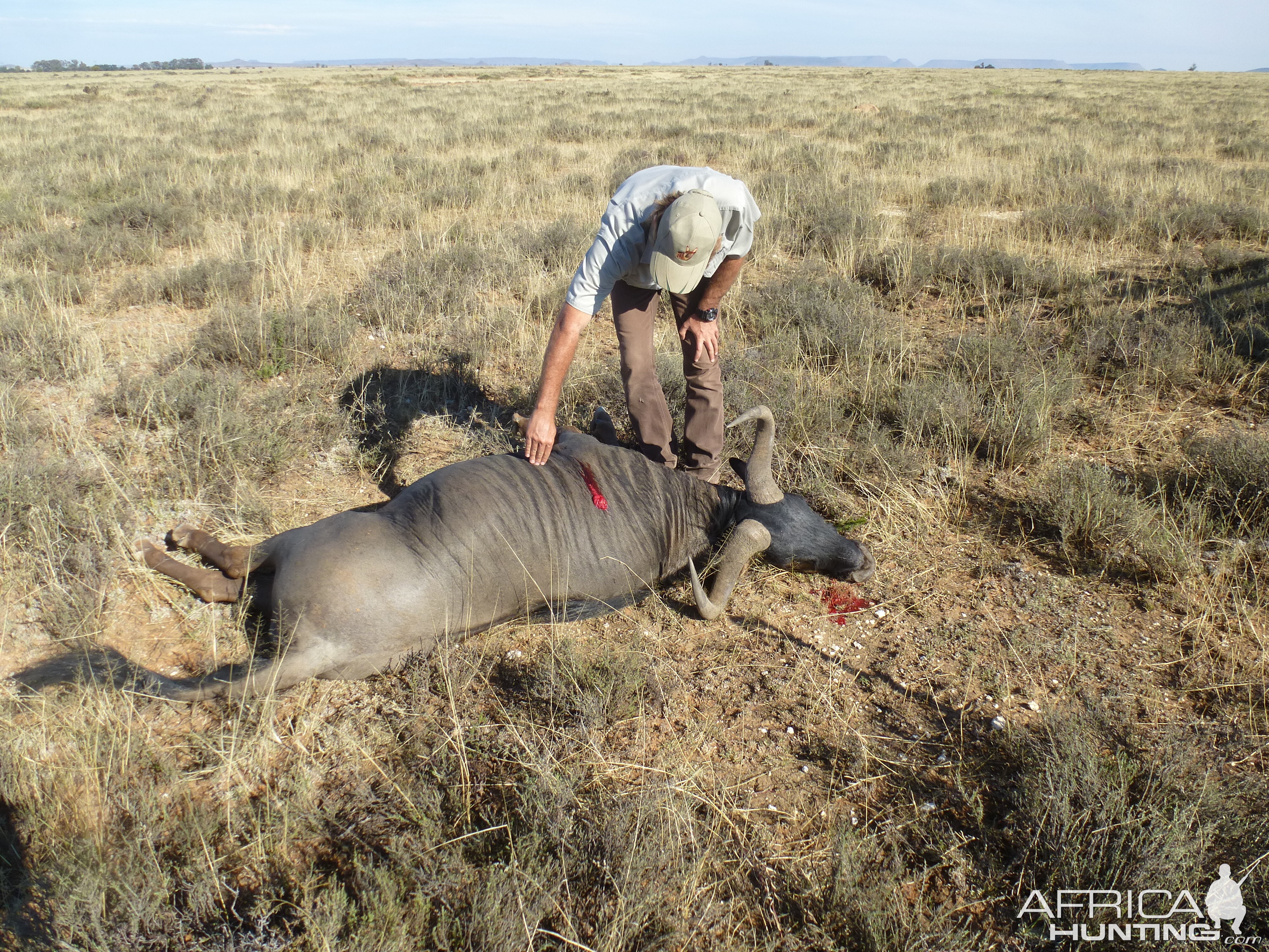 Hunt Blue Wildebeest in South Africa