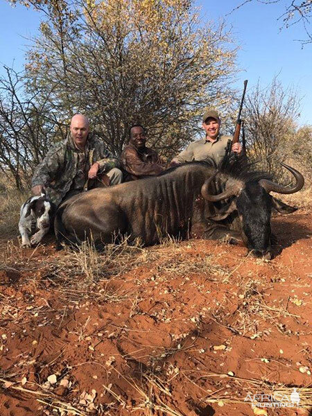 Hunt Blue Wildebeest in South Africa